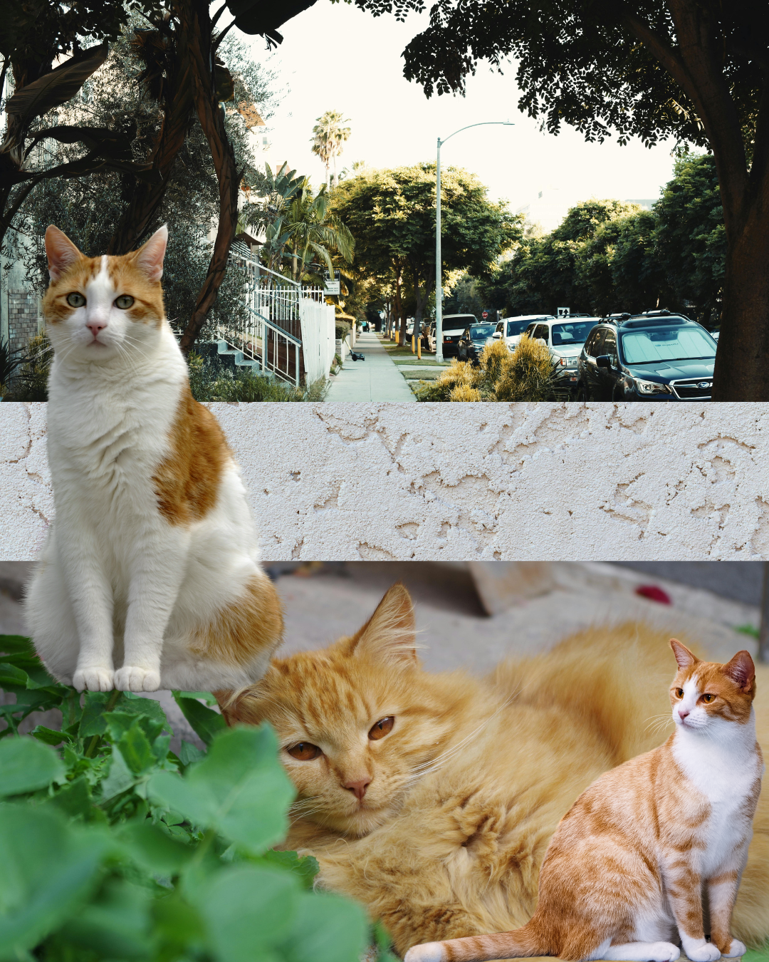 A collage of three cats in different settings: one sitting on a green bush, a lying down orange tabby, and another orange and white sitting indoors.