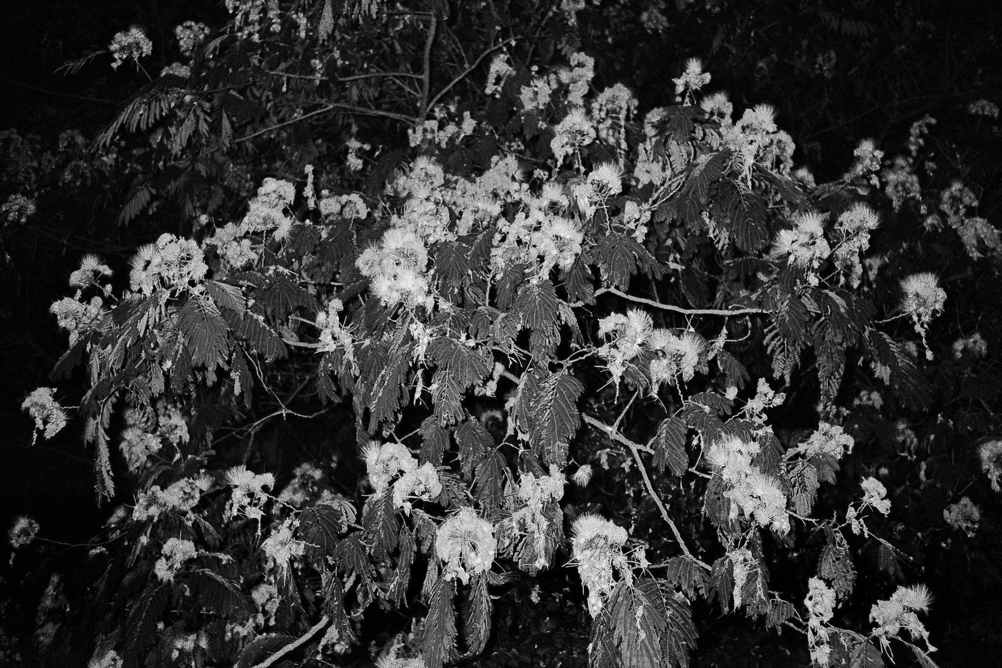 scan0017-2-2 copieb-2.jpg