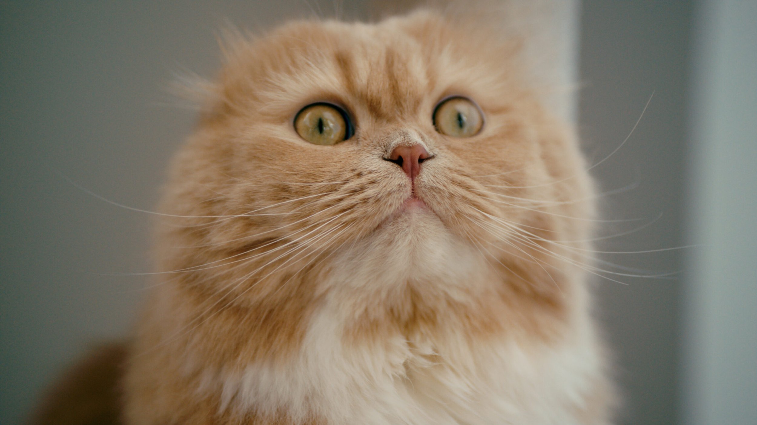 Cat First. – KARIMOKU CAT