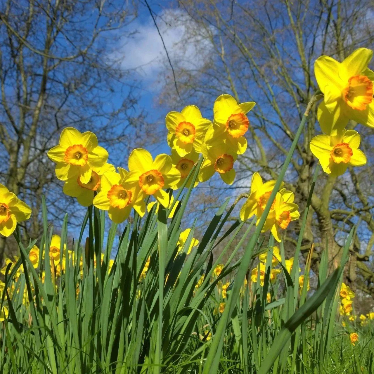 Dydd Gŵyl Dewi Hapus from Dylunio Solutions 