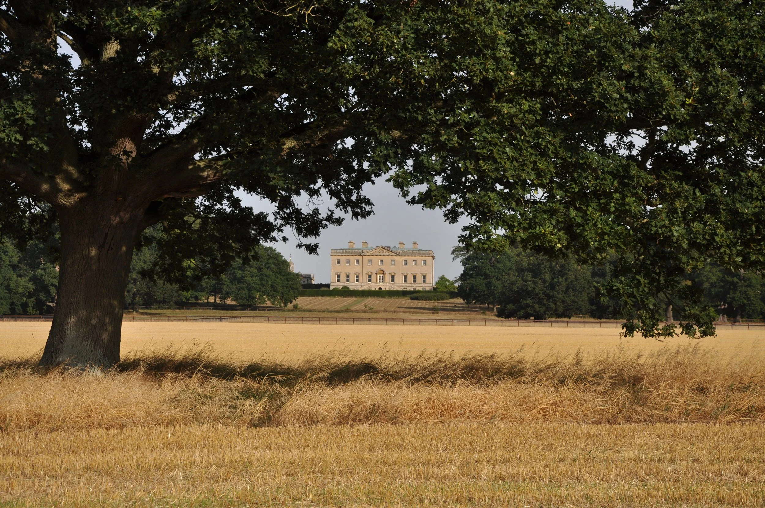 A large tree with green leaves and a thick trunk in the foreground, a wide golden field, and a grand white mansion in the distance on a sunny day.