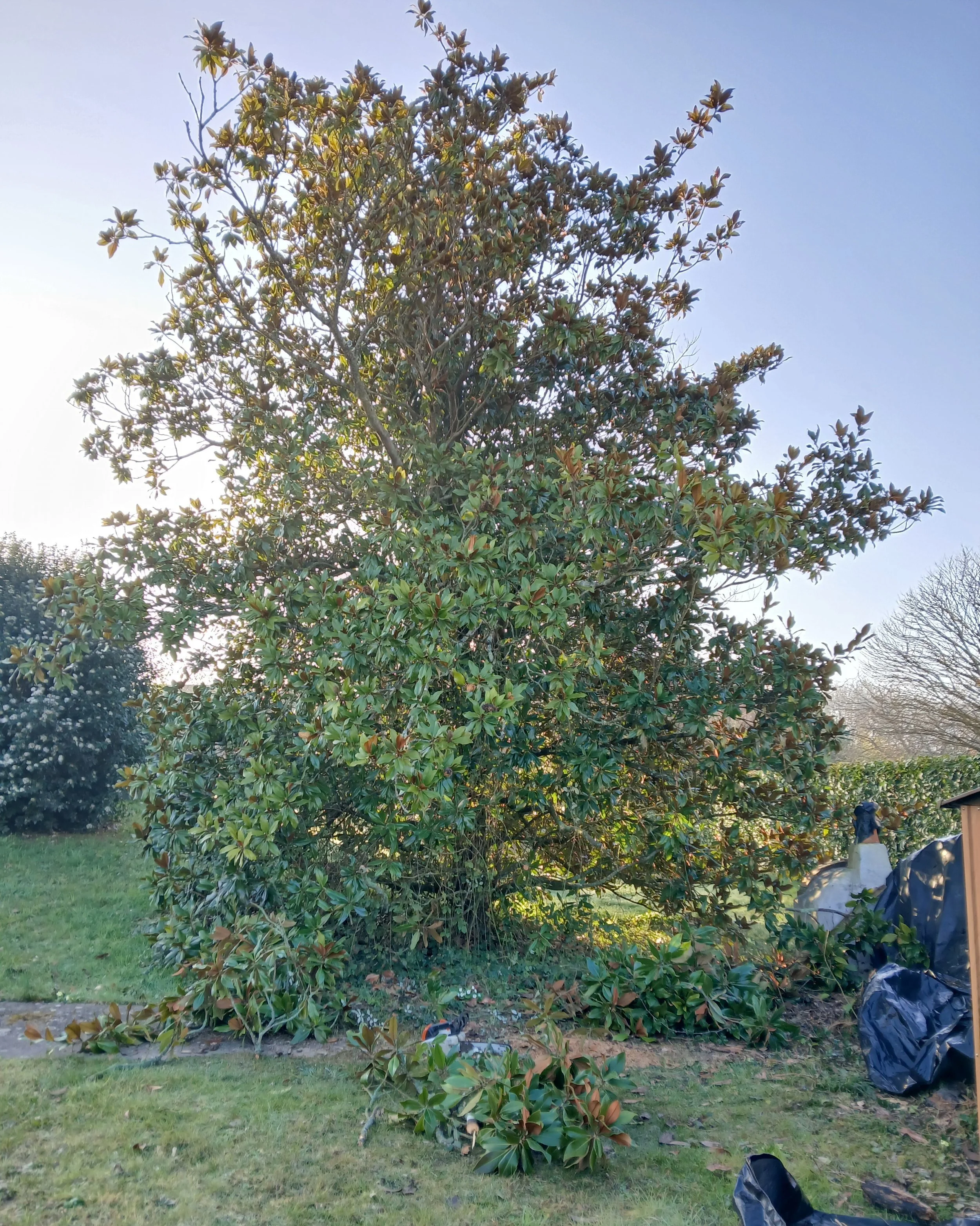 Paysagiste Vendôme. Arbre à feuilles persistantes dans un jardin avec branches coupées au sol, ciel bleu clair en arrière-plan.