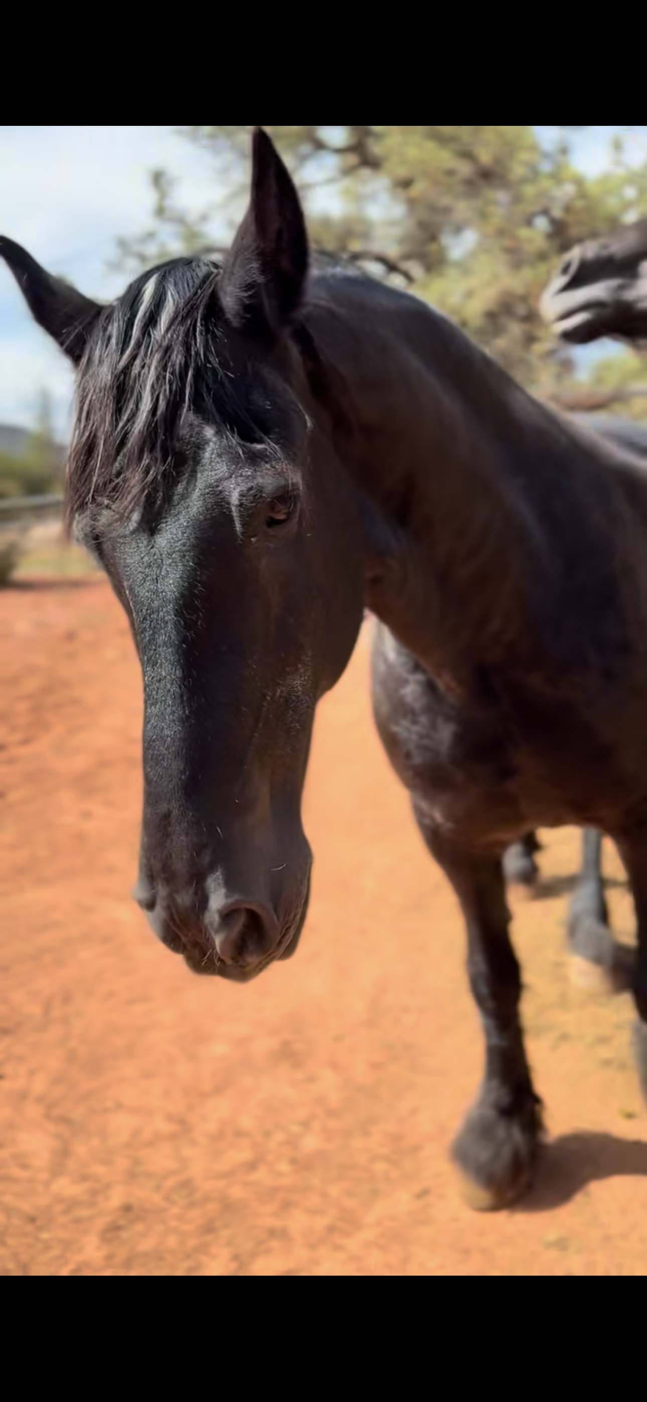 Meet Caruso: The Magical Healer