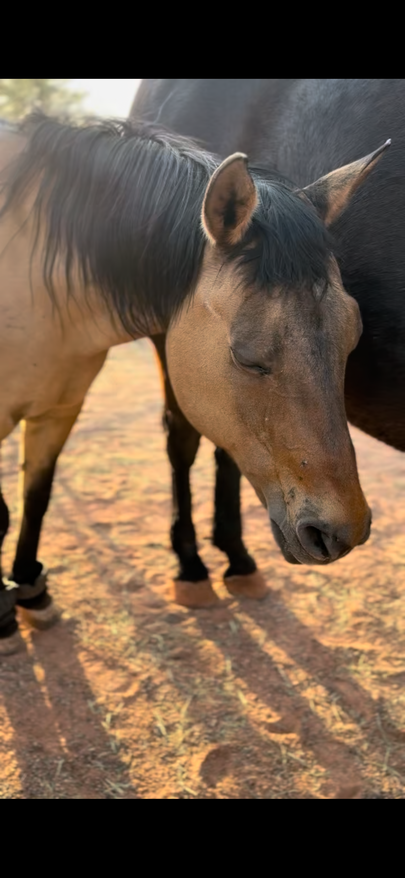 Meet Cece: The Gentle Mother