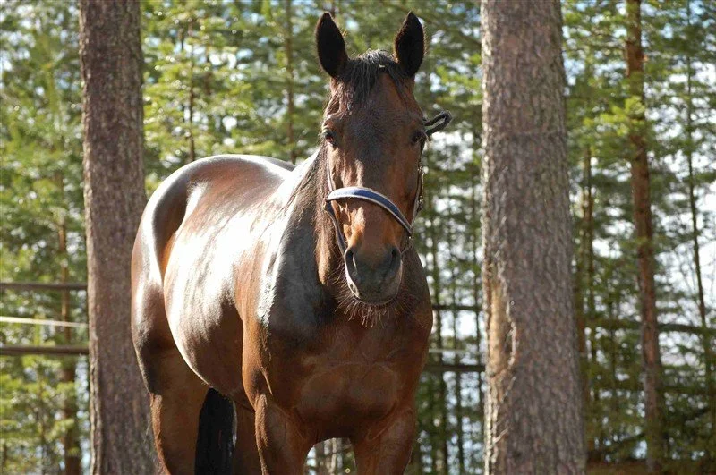 2016-02-29 Läsa människors ansiktsuttryck - lika lätt som att skrämma dom med en grimas, sa hästen.