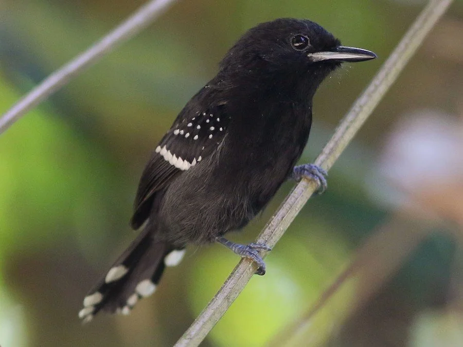 Dot-winged Antwren