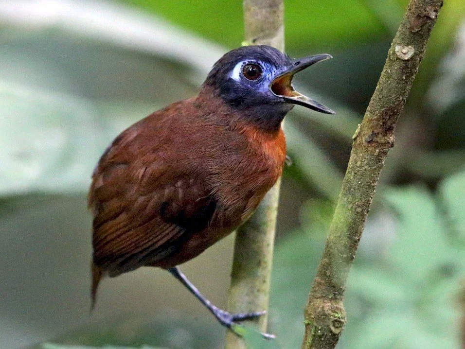 Chestnut-backed Antbird