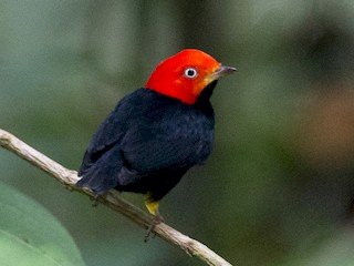 Red-capped Manakin