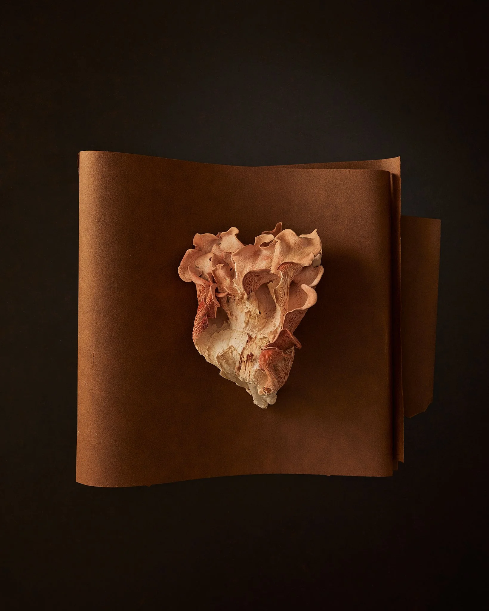 PAPERSHELL38501.jpg
