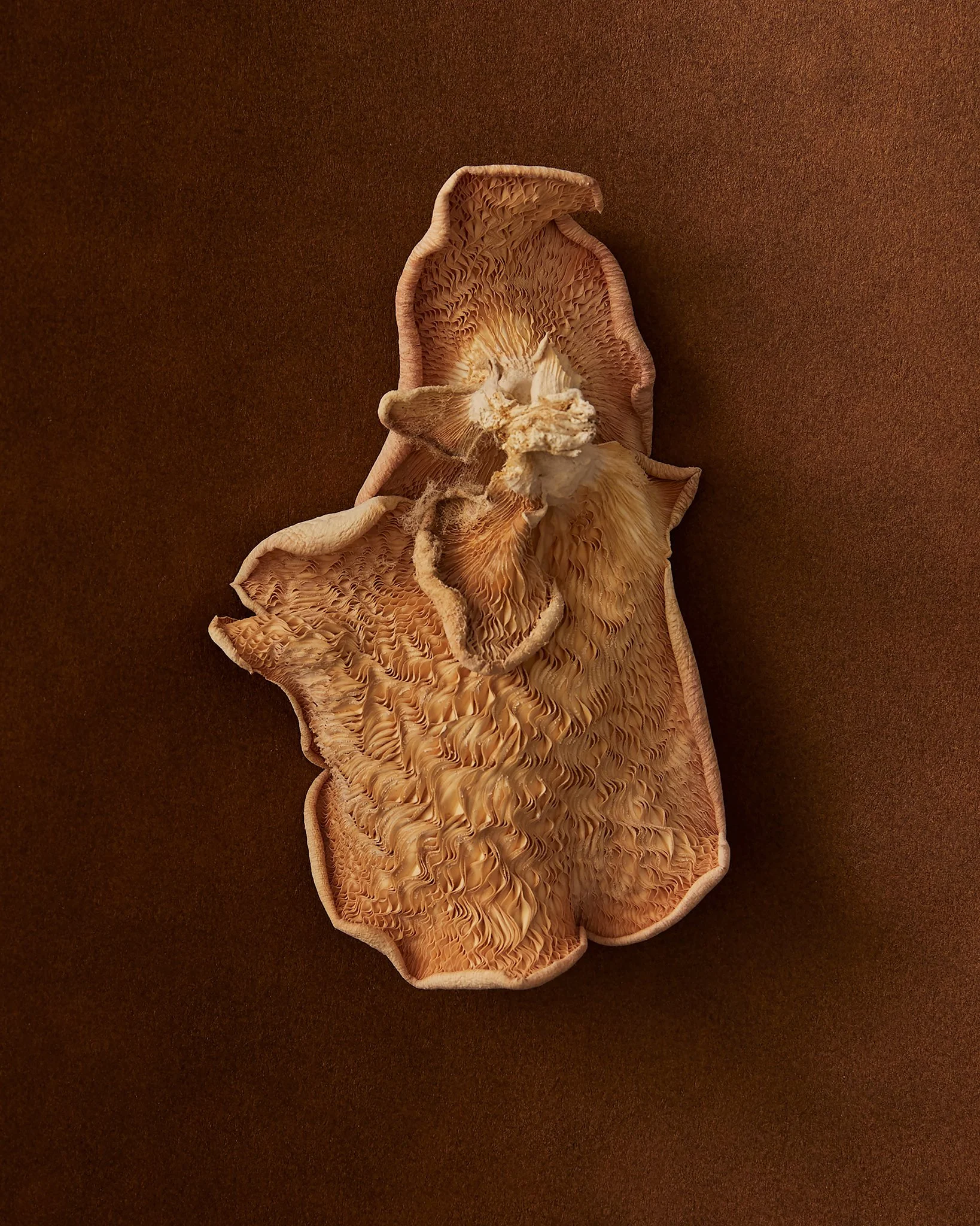 PAPERSHELL38504.jpg