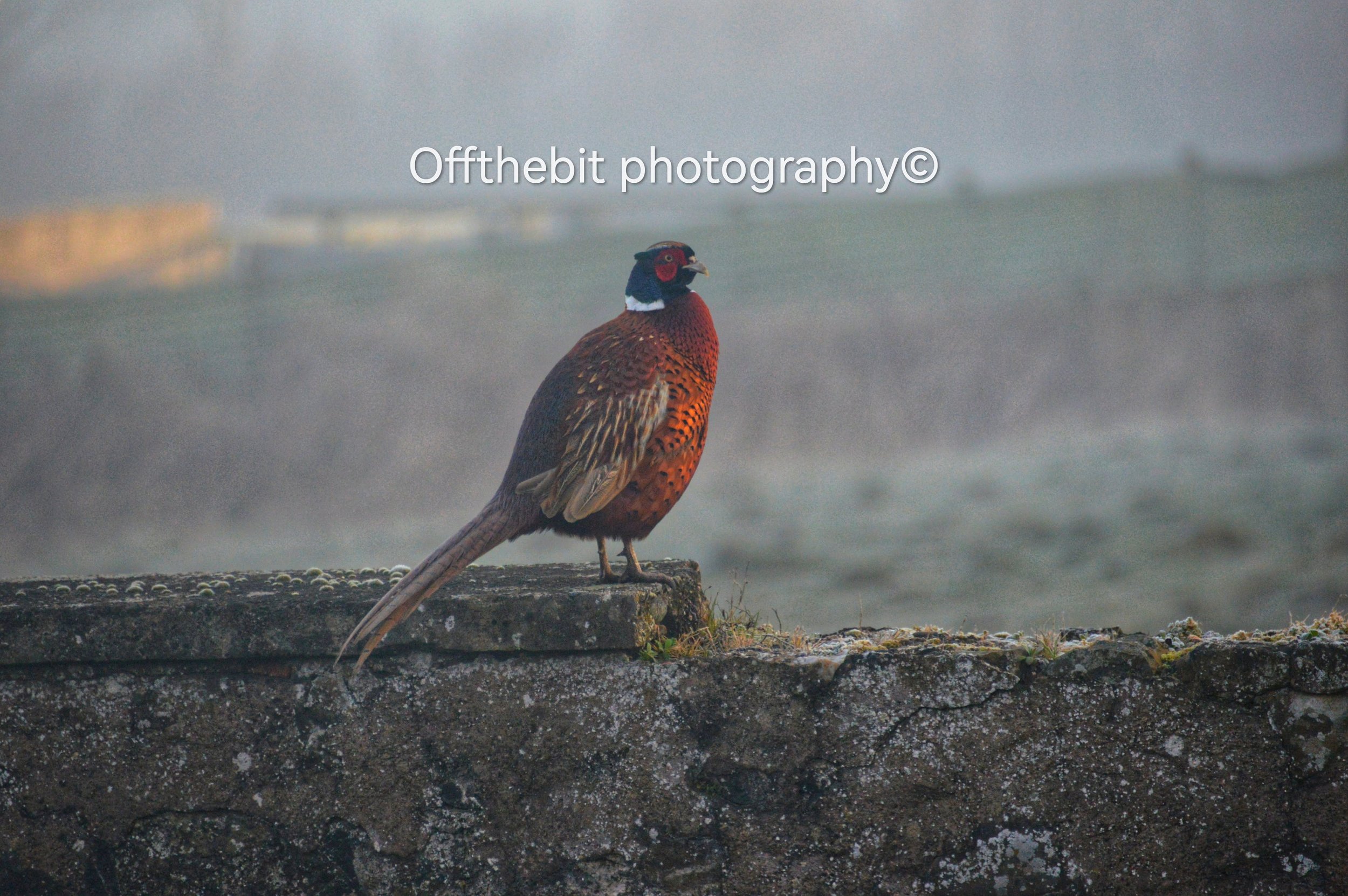 DSC_0004(1)-01-wm-144697.90000000596_watermarked-01.jpeg