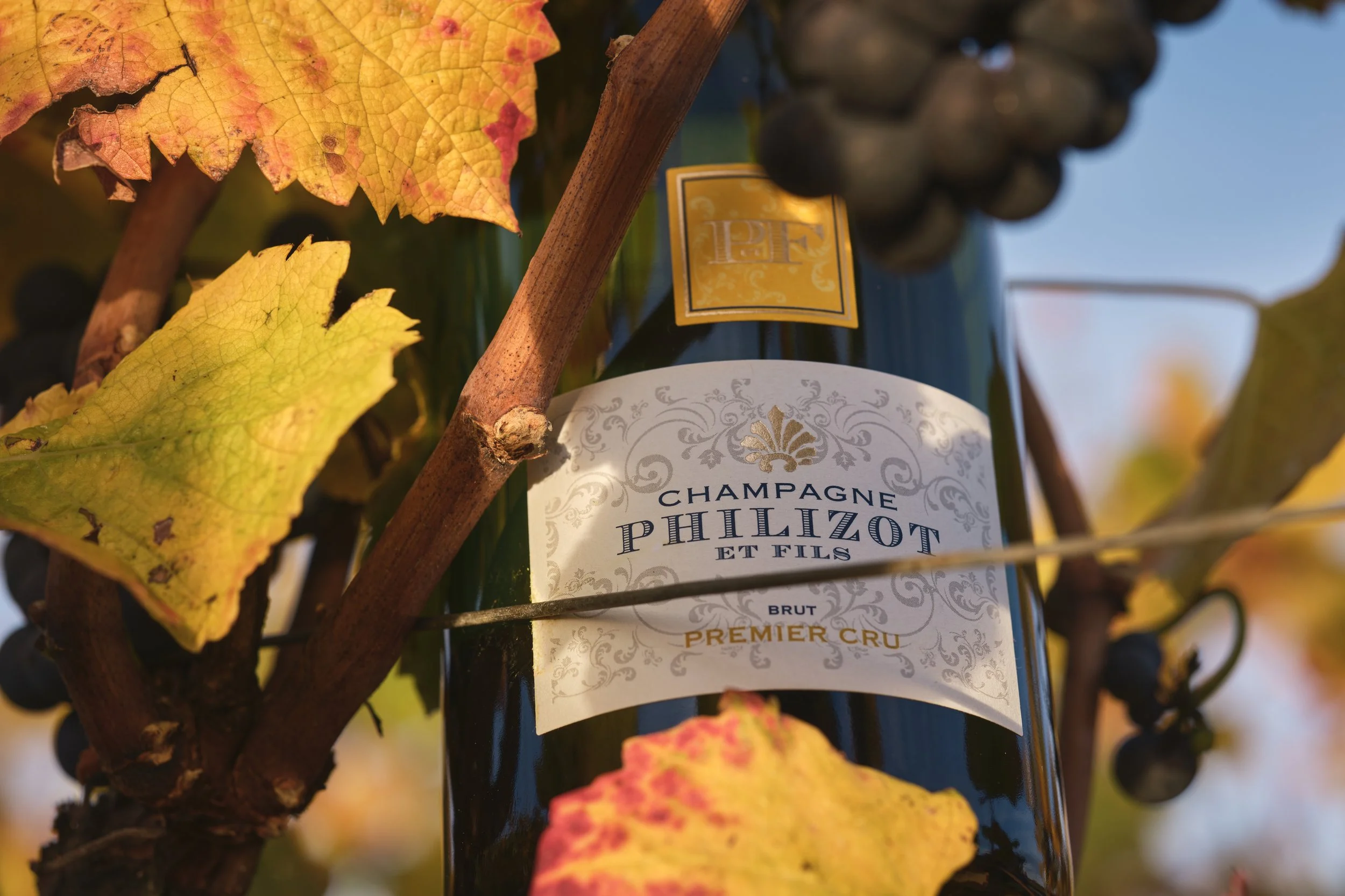 Pourquoi dit-on “Champagne Brut” ?