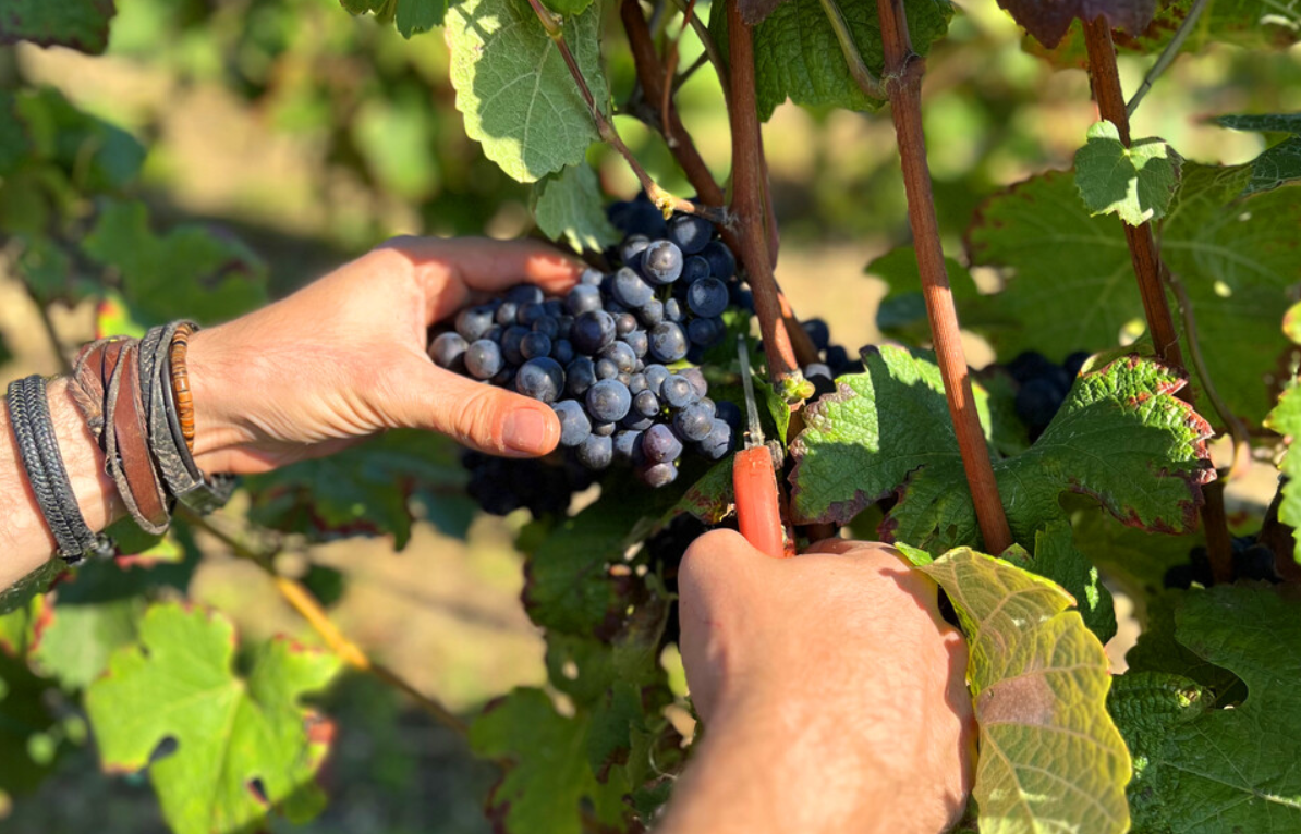 De la vigne à la flûte : les vendanges