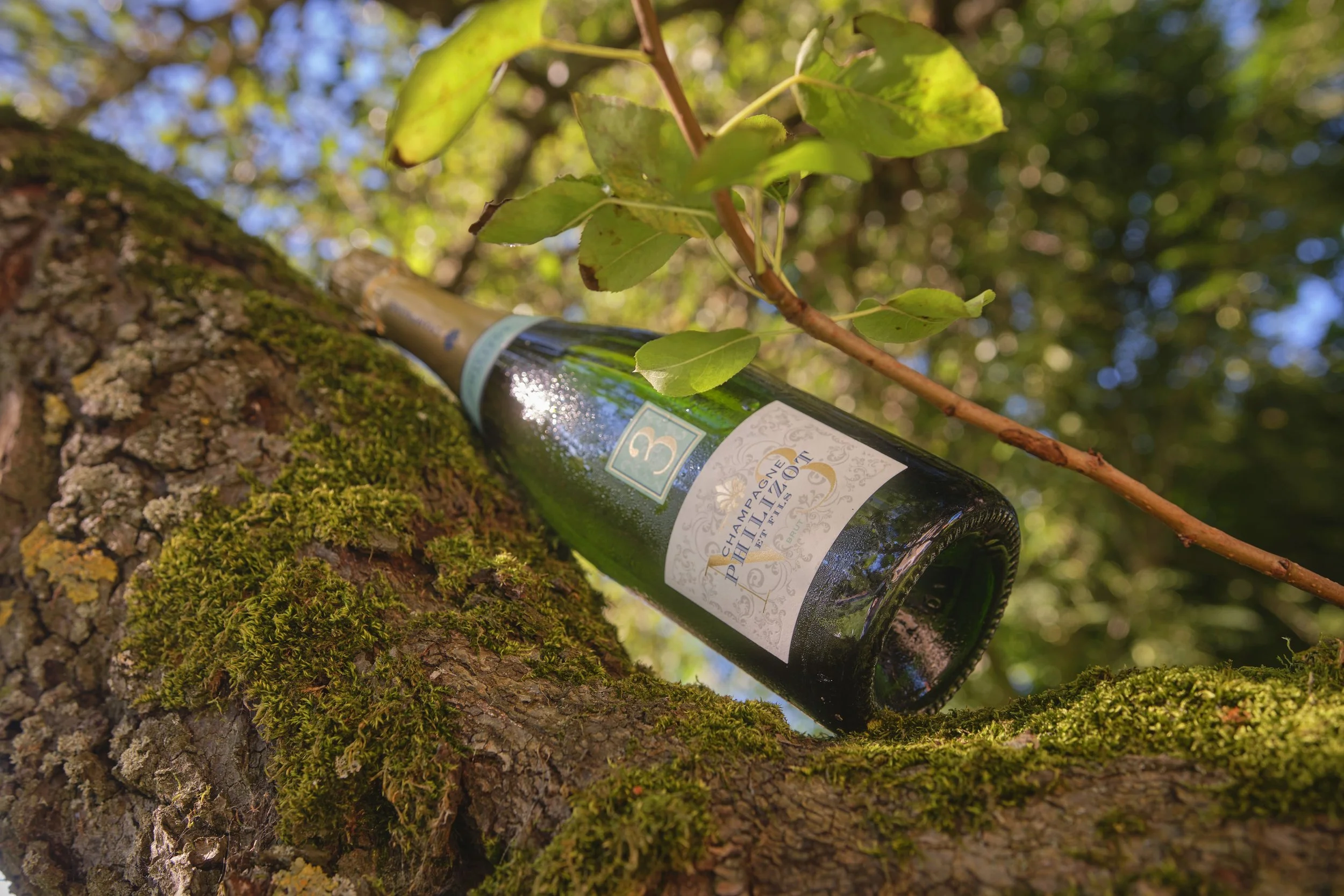 Brut N°3 dans un arbre