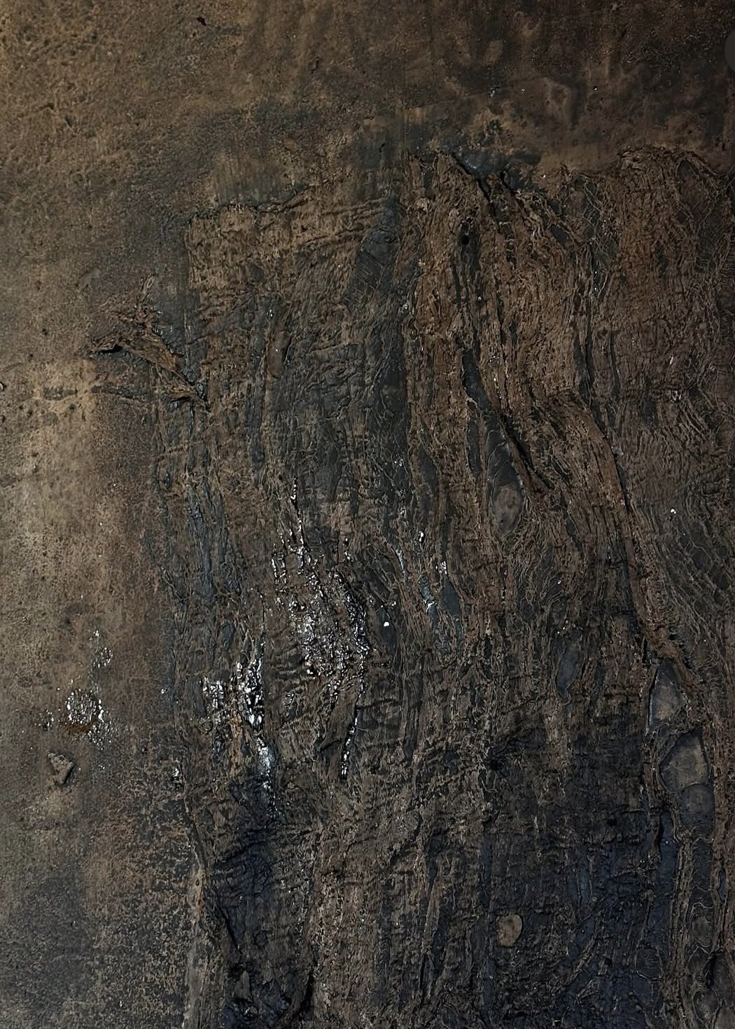 Fossil eines Dinosaurierfußabdrucks in einem Steinbruch