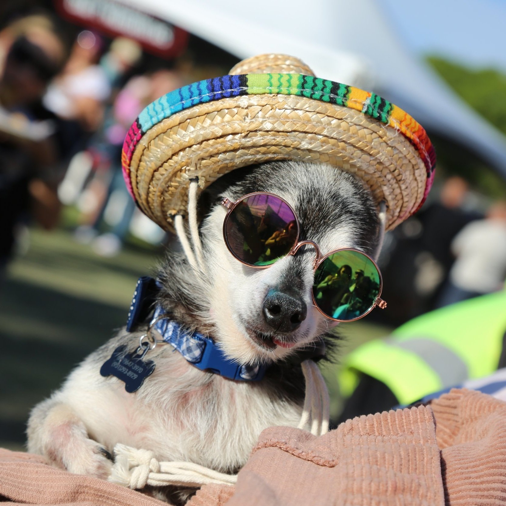 Dog in a sombrero enjoying a lively concert at a community event in San Diego.