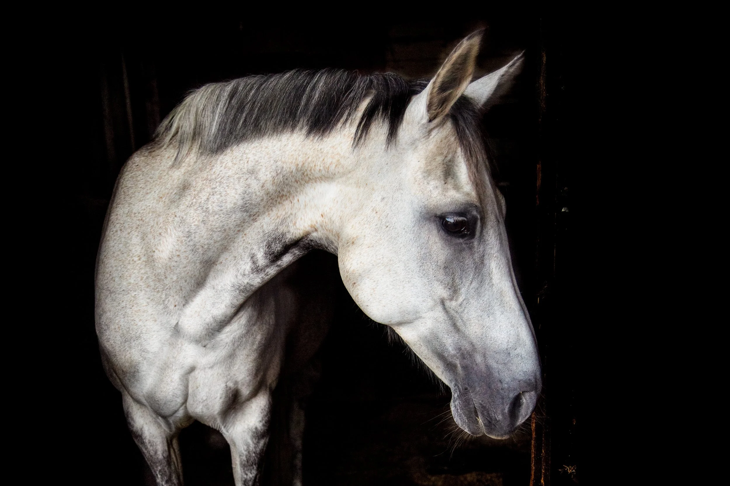 EQUINE PHOTOGRAPHY COURSE