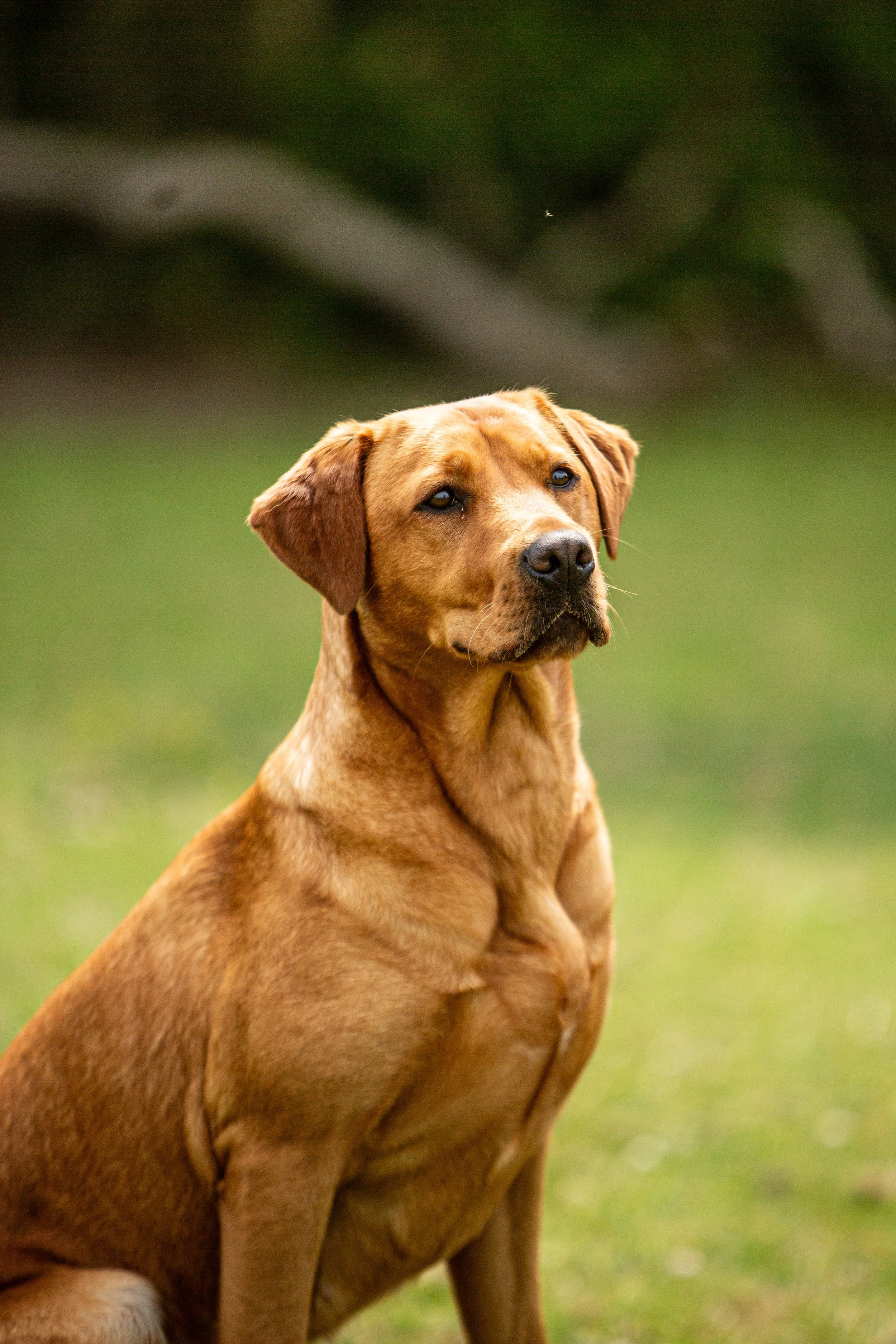 KEIRON_KATE_&_THE_DOGS_25.jpg