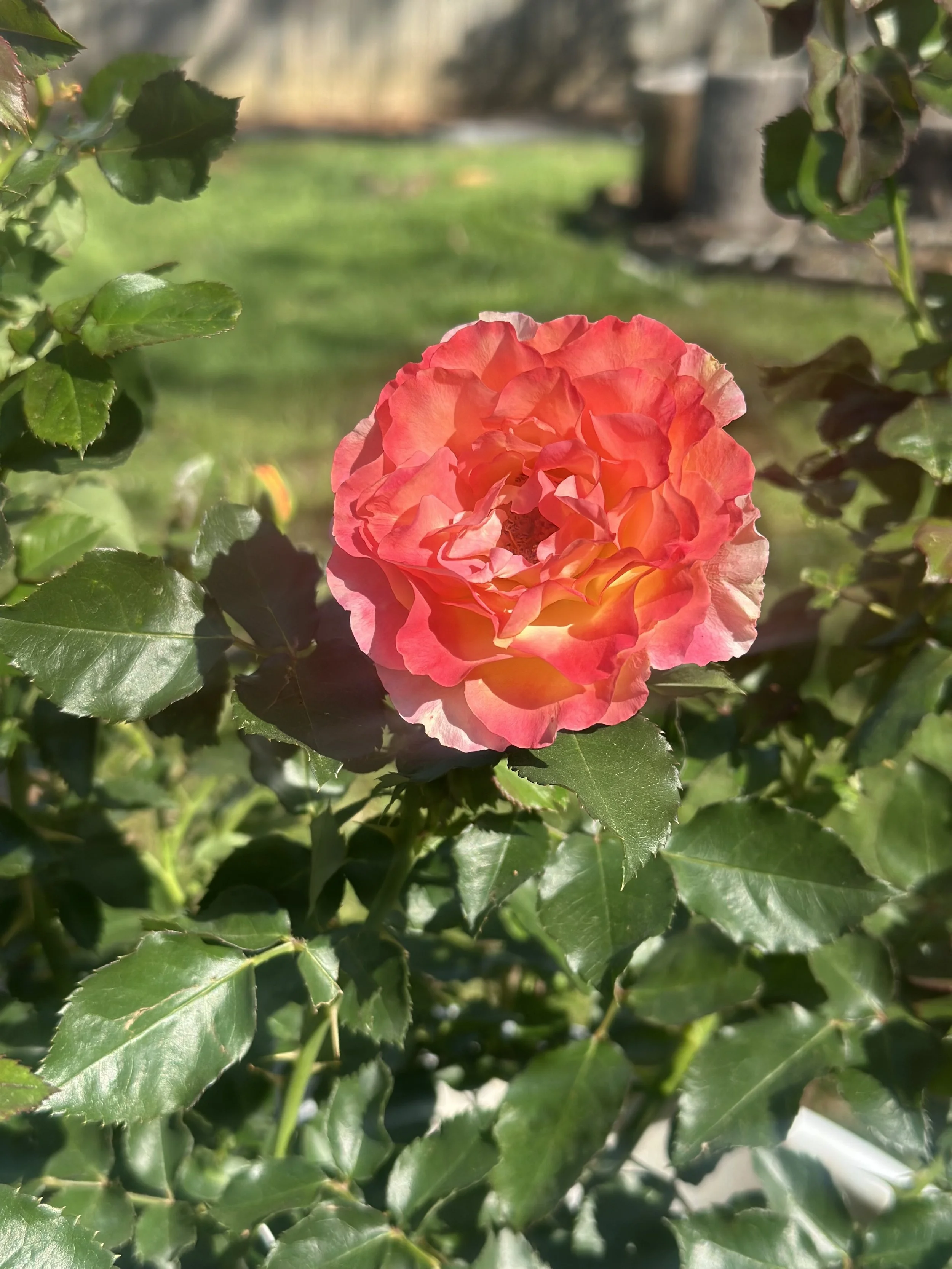 IMG_4788.jpeg