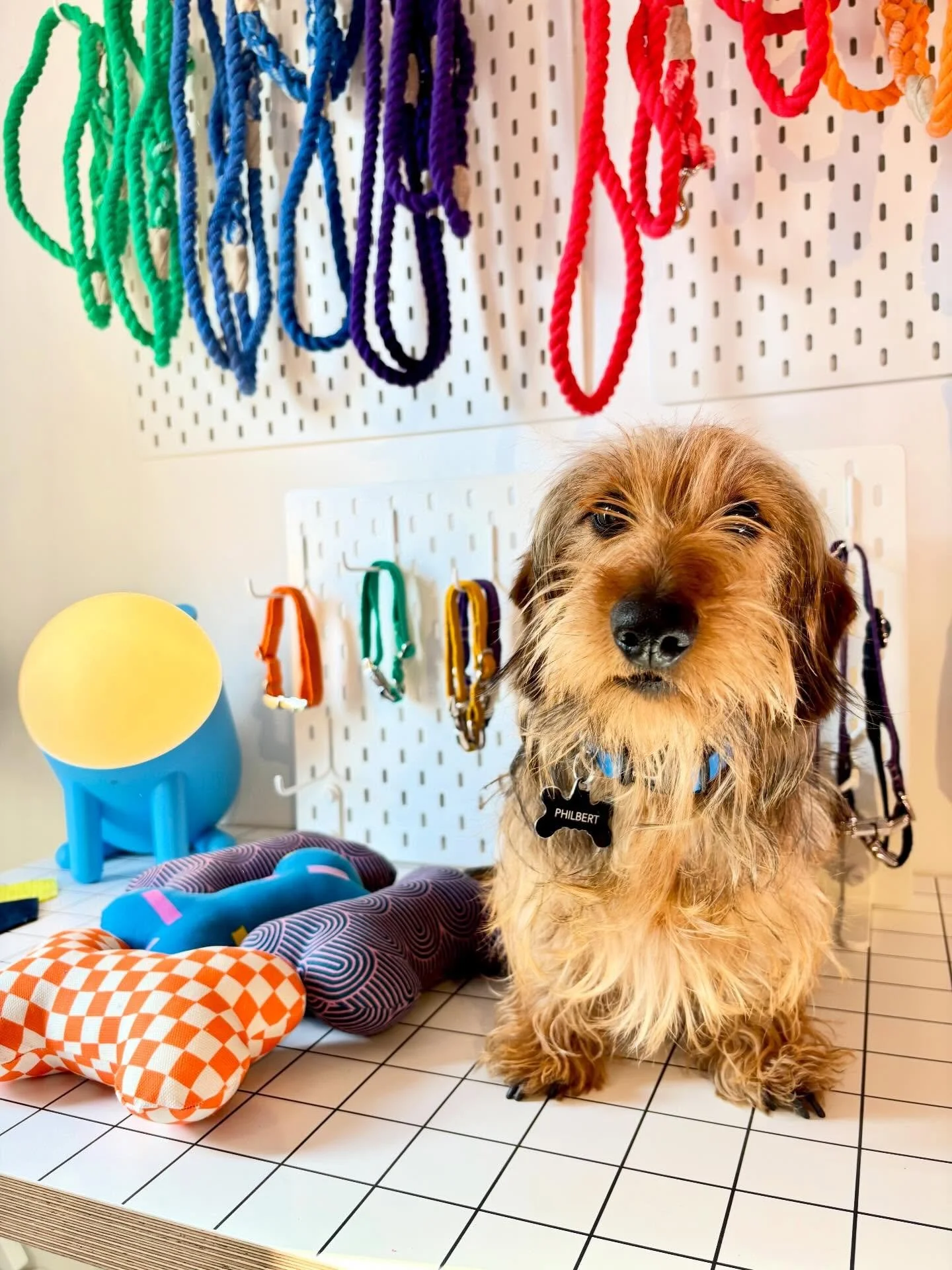 We all know how toxic celebrity influencer culture can be, which is why we were reluctant to hire @philbert.of.frederick to represent our signature line of @wavelength.wear leashes, collars, and stuffed bones created in partnership with Frederick&rsq