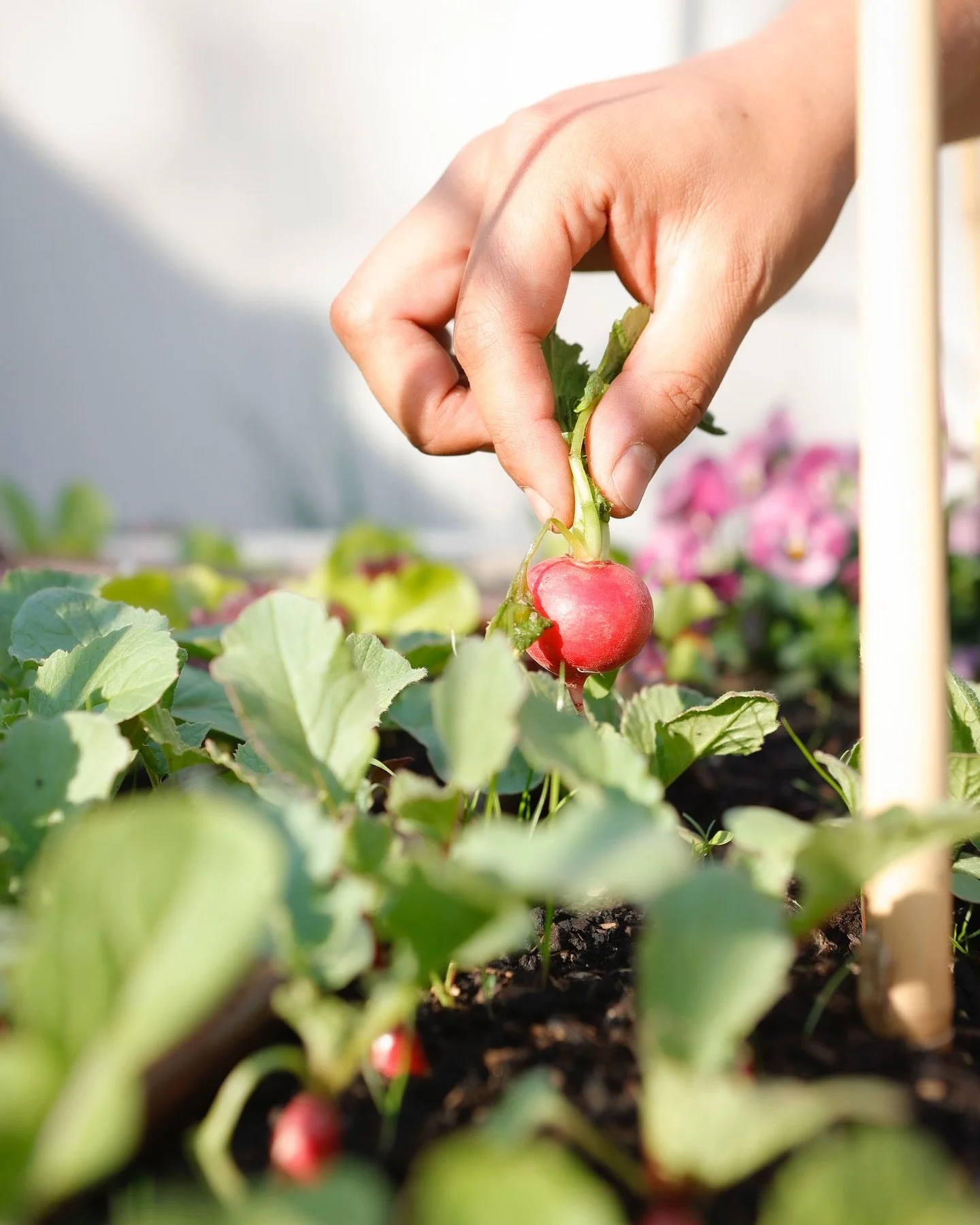 Did you know radishes are the fastest growing veggie in the garden? Just 25&ndash;30 days from seed to harvest! Perfect for beginners, kids, container gardens, and anyone who loves a crisp, peppery crunch in salads or sandwiches. 🧑&zwj;🌾💪

#Garden