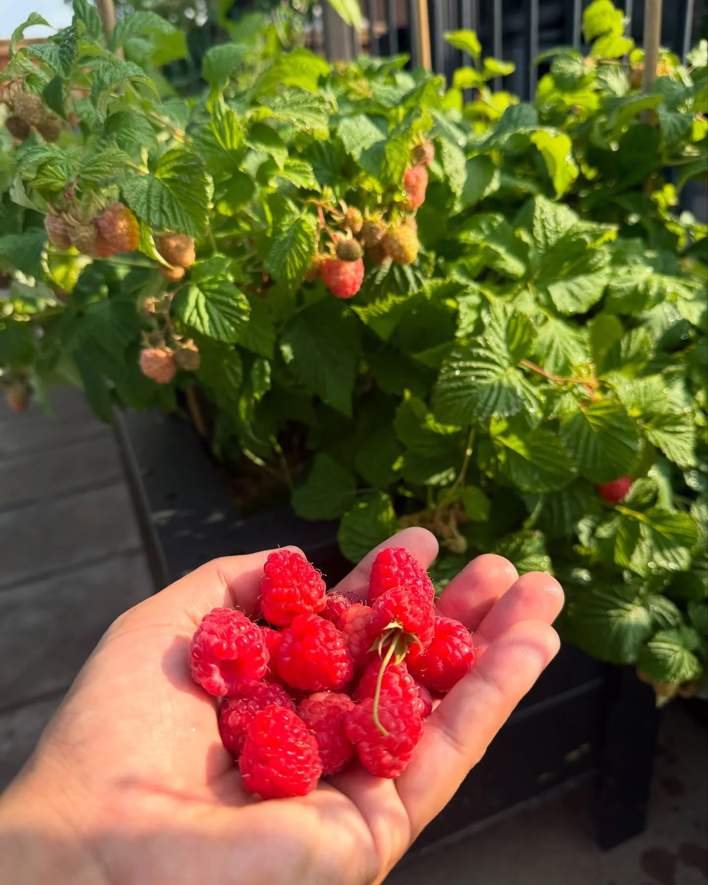 Some say Christmas is the best time of the year&mdash;but I beg to differ. Raspberry season wins every time. 🍓💥

Did you know you can grow your own sweet, thornless raspberries in a container? These beauties are Raspberry Shortcake by @bushelandber