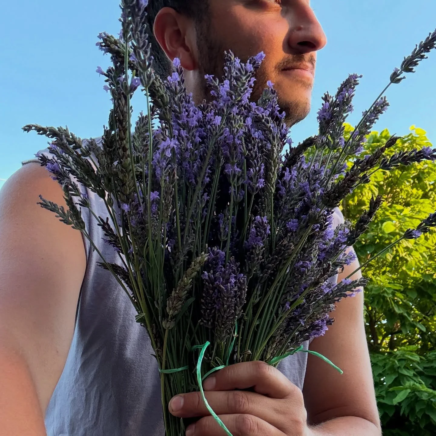 Lavender: the drama-free queen of the garden 💅💜

She grows almost anywhere in North America, thrives on sunshine, and barely needs a drink. Container? Cool. Drought? She said &ldquo;I&rsquo;m fine.&rdquo;

Use her to:
🛁 Relax in a bath
🍪 Bake bou