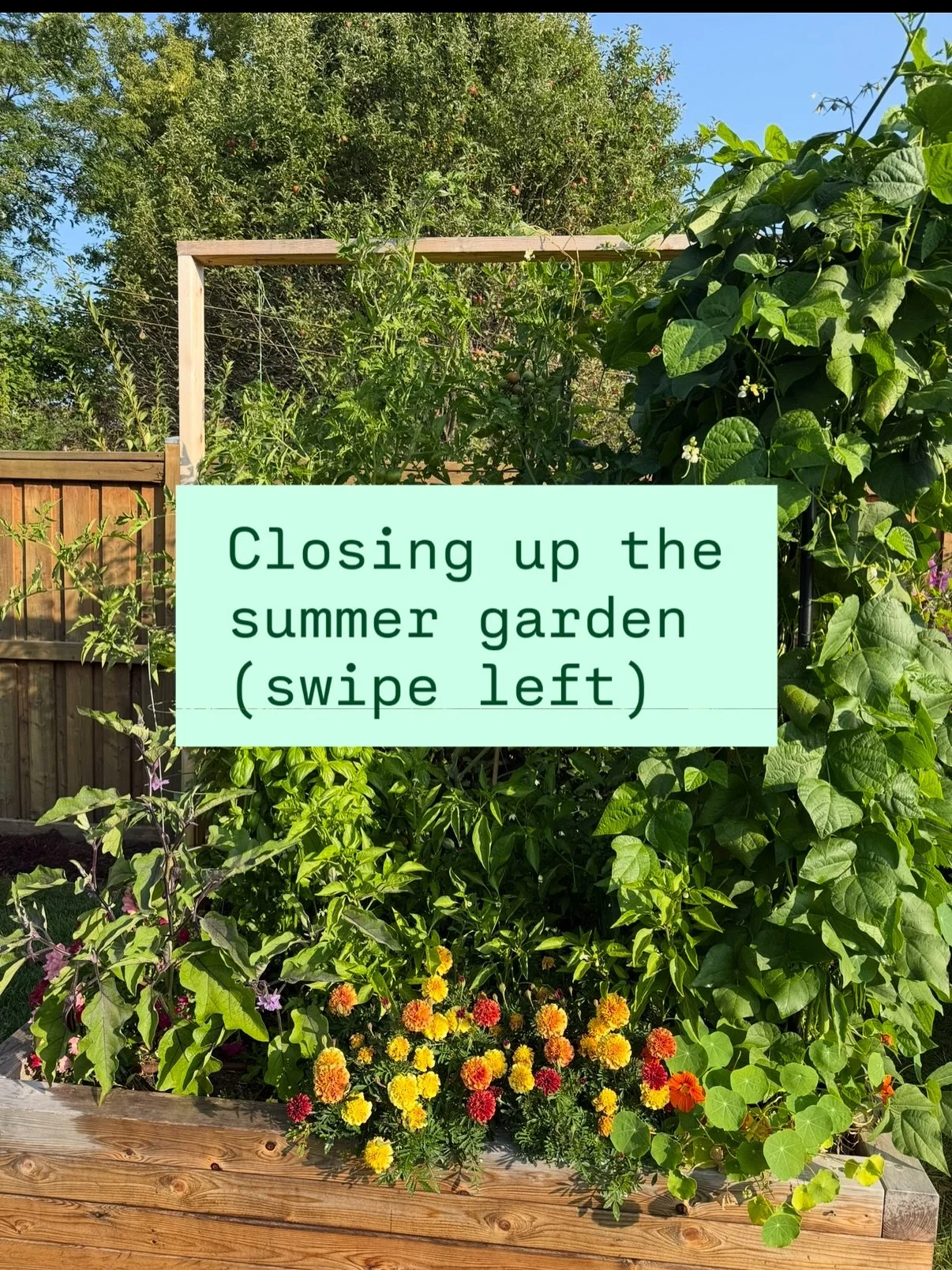 It&rsquo;s fall, which means we&rsquo;re putting the beds to sleep 😴 &mdash; tuck &lsquo;em in, feed &lsquo;em well, and whisper, &lsquo;See you in spring, gorgeous.&rsquo;

#GardenDaddy #FallGardenPrep #RaisedBedGardening #OrganicGardening #Gardeni