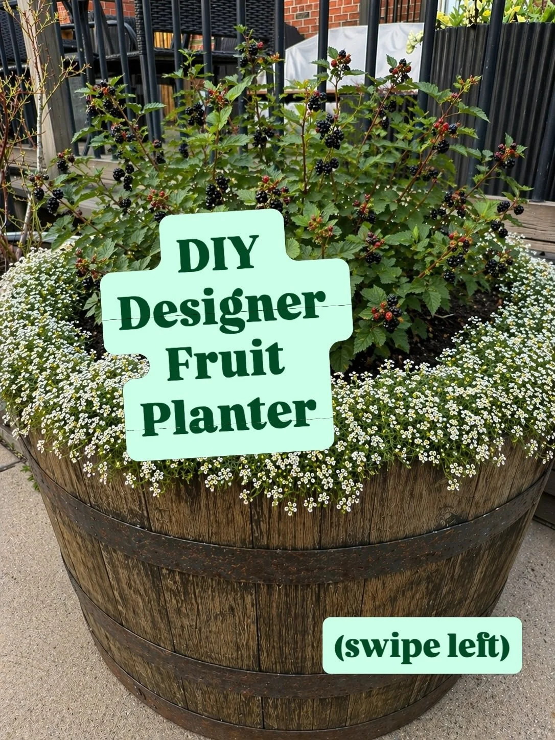 Built a designer fruit planter for $114. 🪴✨ 

This beginner-friendly fruit planter is built to thrive.
And the blackberry bush is a perennial, so it&rsquo;ll come back next season.

Low effort. High reward. Looks designer.

Baby Cakes BlackBerry fro