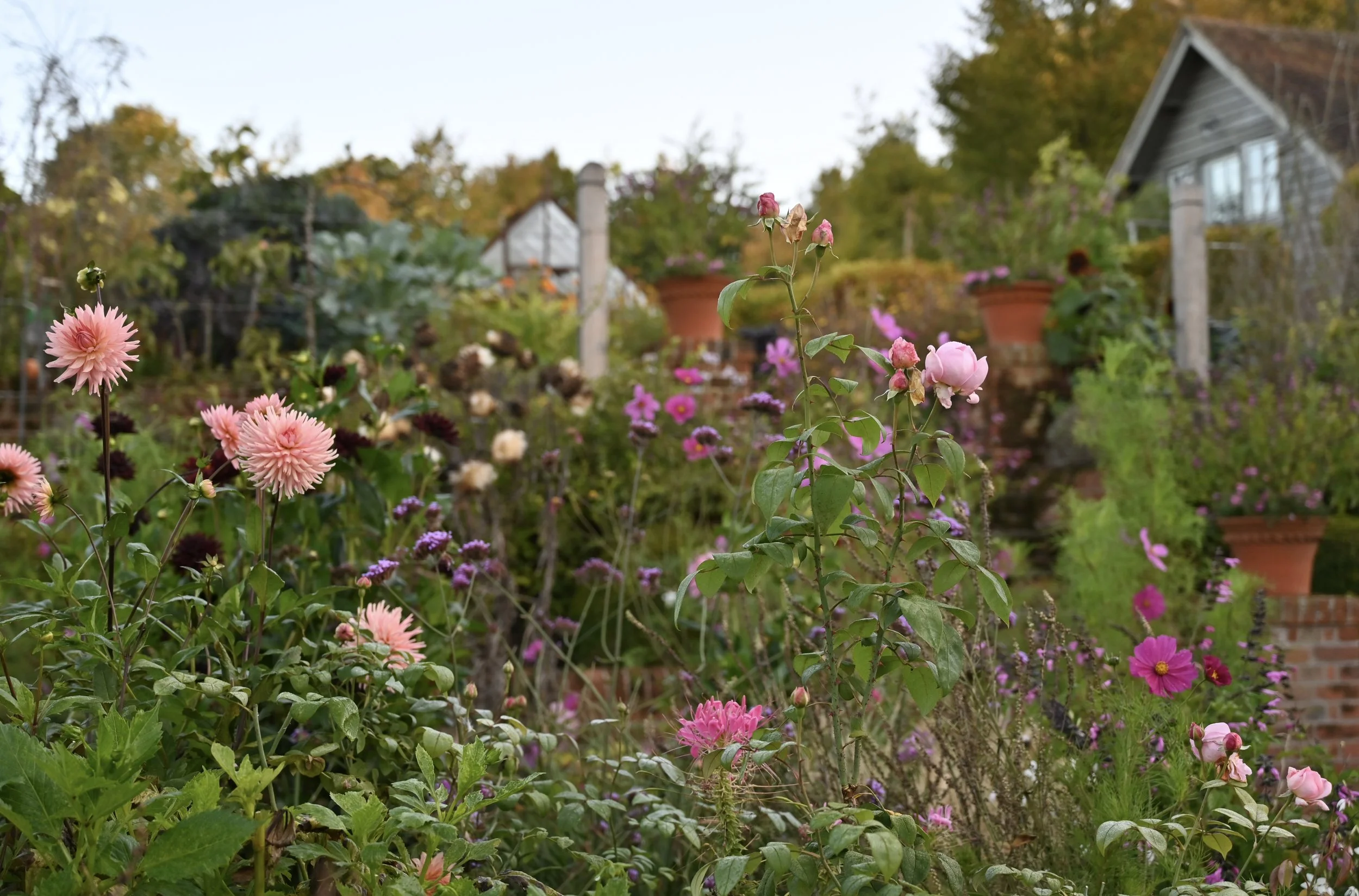 A beautiful garden with a variety of flowers.