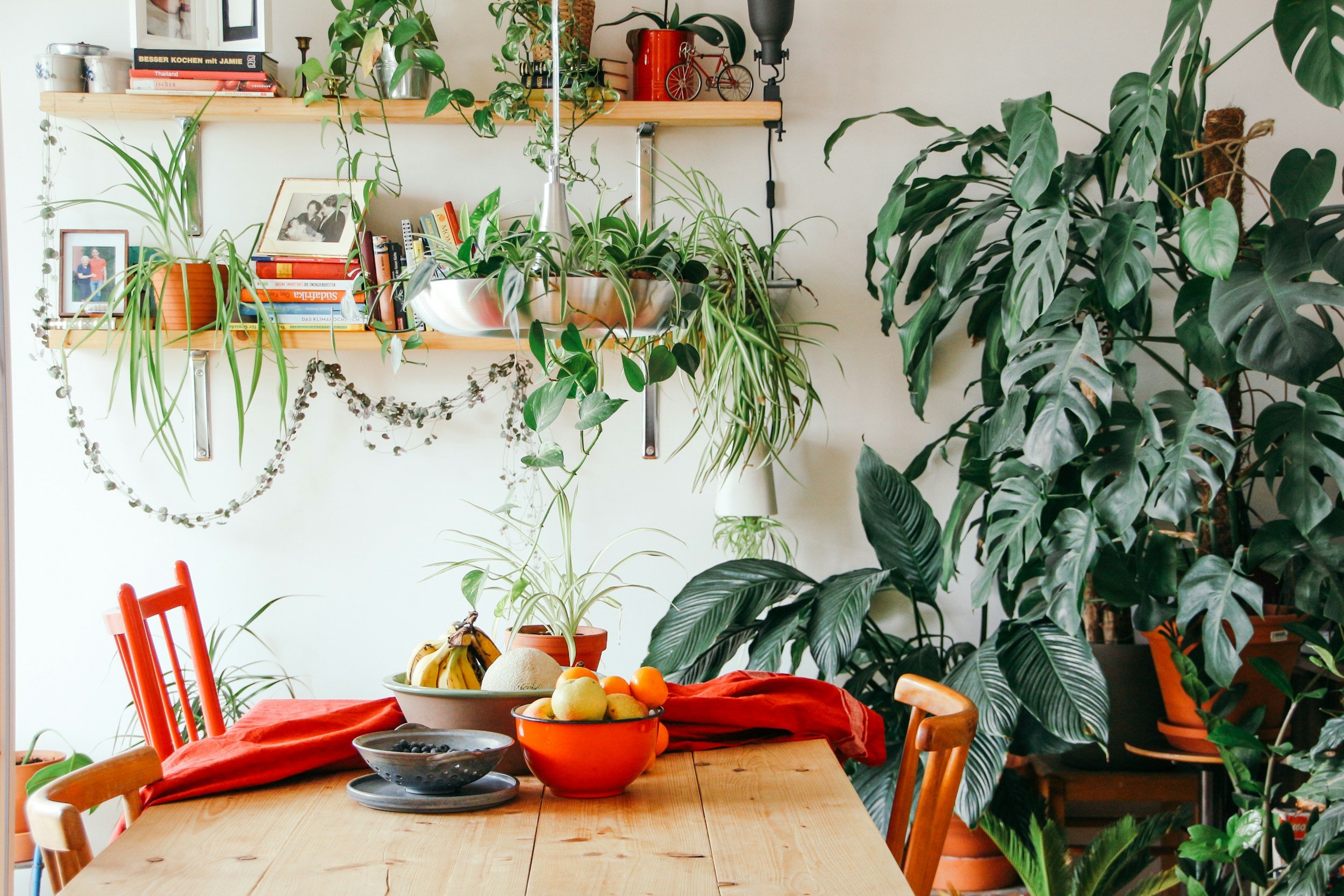 Dining area with wooden table, red chairs, fruit bowls, and numerous potted green plants, framed by wall shelves holding books and plants.