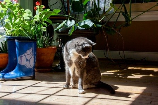 A gray and white cat sitting in a sunbeam on a wooden floor, surrounded by indoor potted plants and blue rain boots.