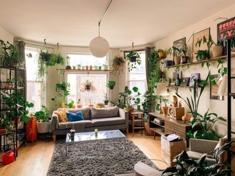 Cozy living room with numerous potted plants, a gray sofa, and a glass coffee table on a gray rug. Shelves and windowsills are filled with greenery. Natural light brightens the room through large windows. Lamps and books add to the decor.