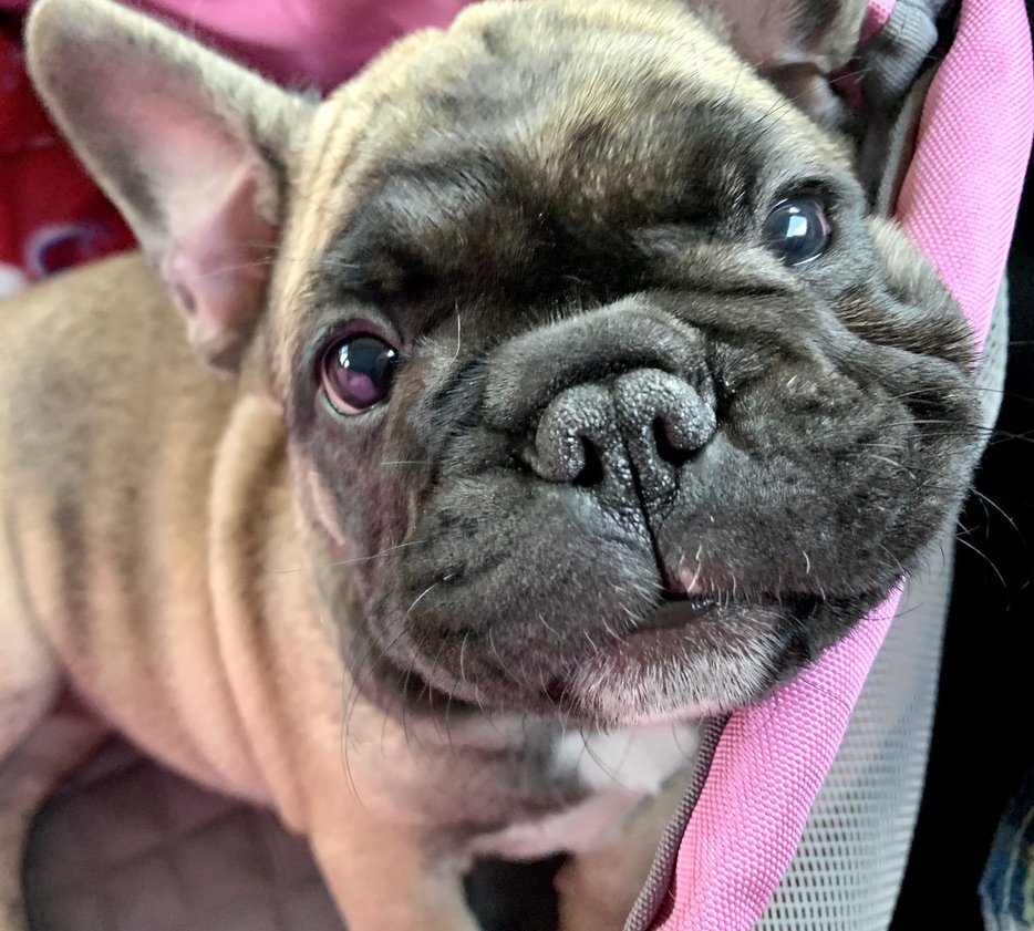 Close-up of a French Bulldog puppy with a wrinkled face sitting on a pink cushion.