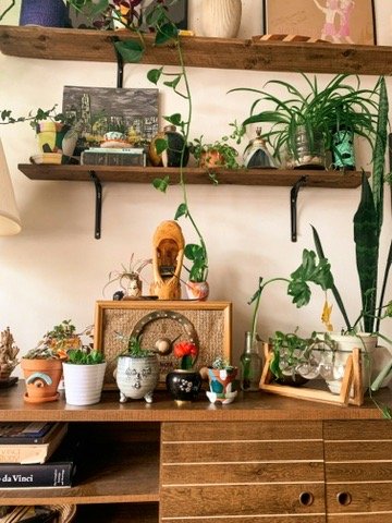 Indoor plant display with wooden shelves and various potted plants and decorative items