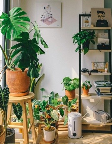 Indoor room with various houseplants, a wooden stool, a white humidifier, and a black shelf with books and decor.