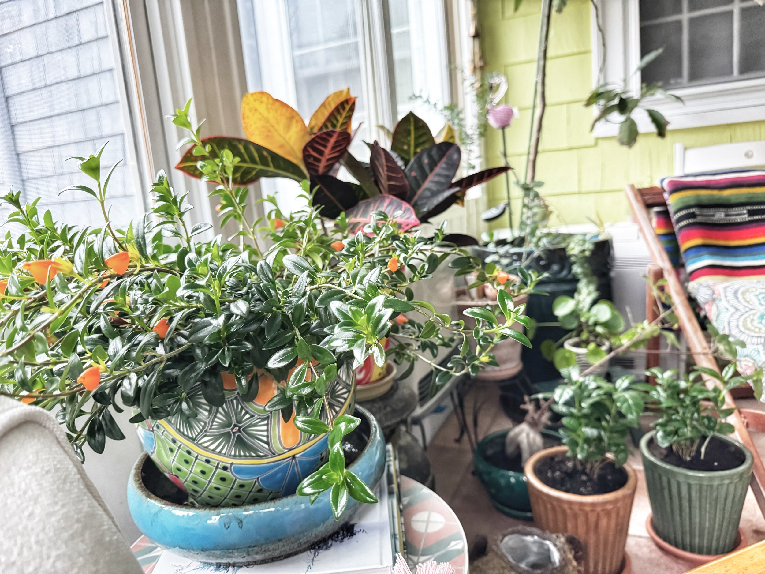 Indoor garden with various potted plants on a sunny porch, featuring green foliage and colorful cushions on a chair.