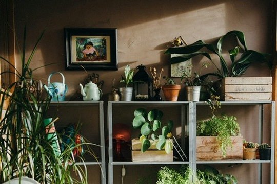 Indoor shelf with various potted plants, decorative items, and a framed painting on the wall.