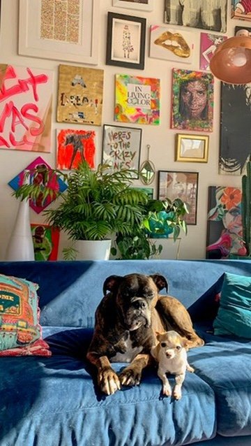 Two dogs sitting on a blue sofa in a colorful room with various framed artworks and plants in the background.