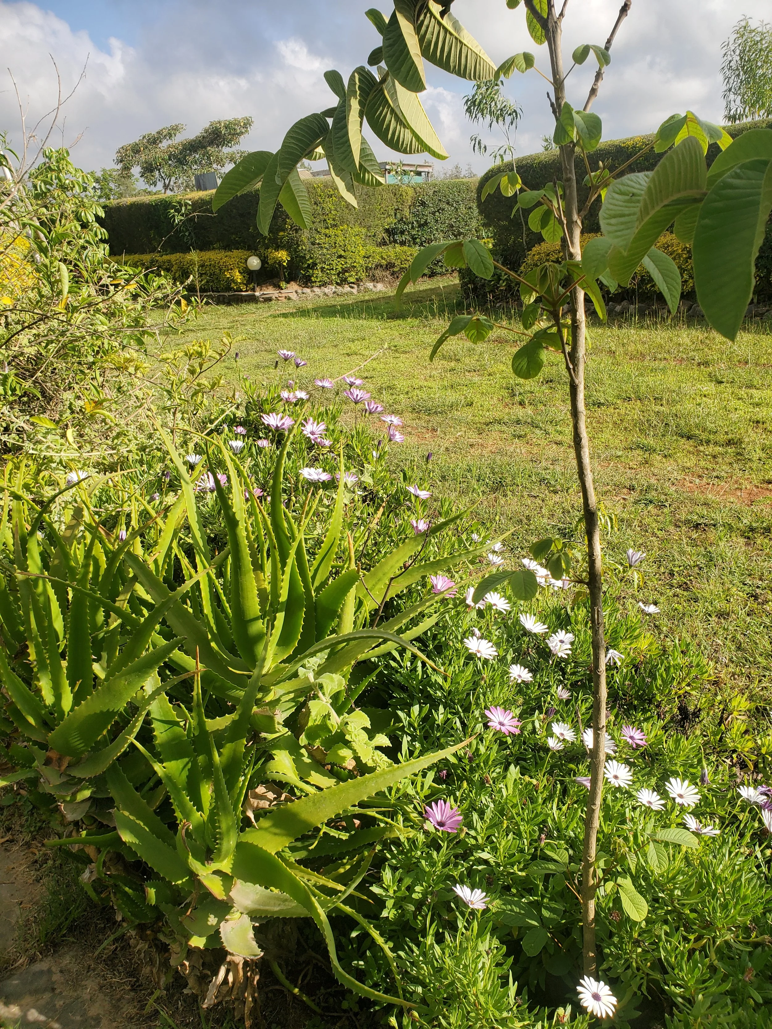 Camp-Kairos-Kenya-Property-facility-garden-tenting-5.jpg
