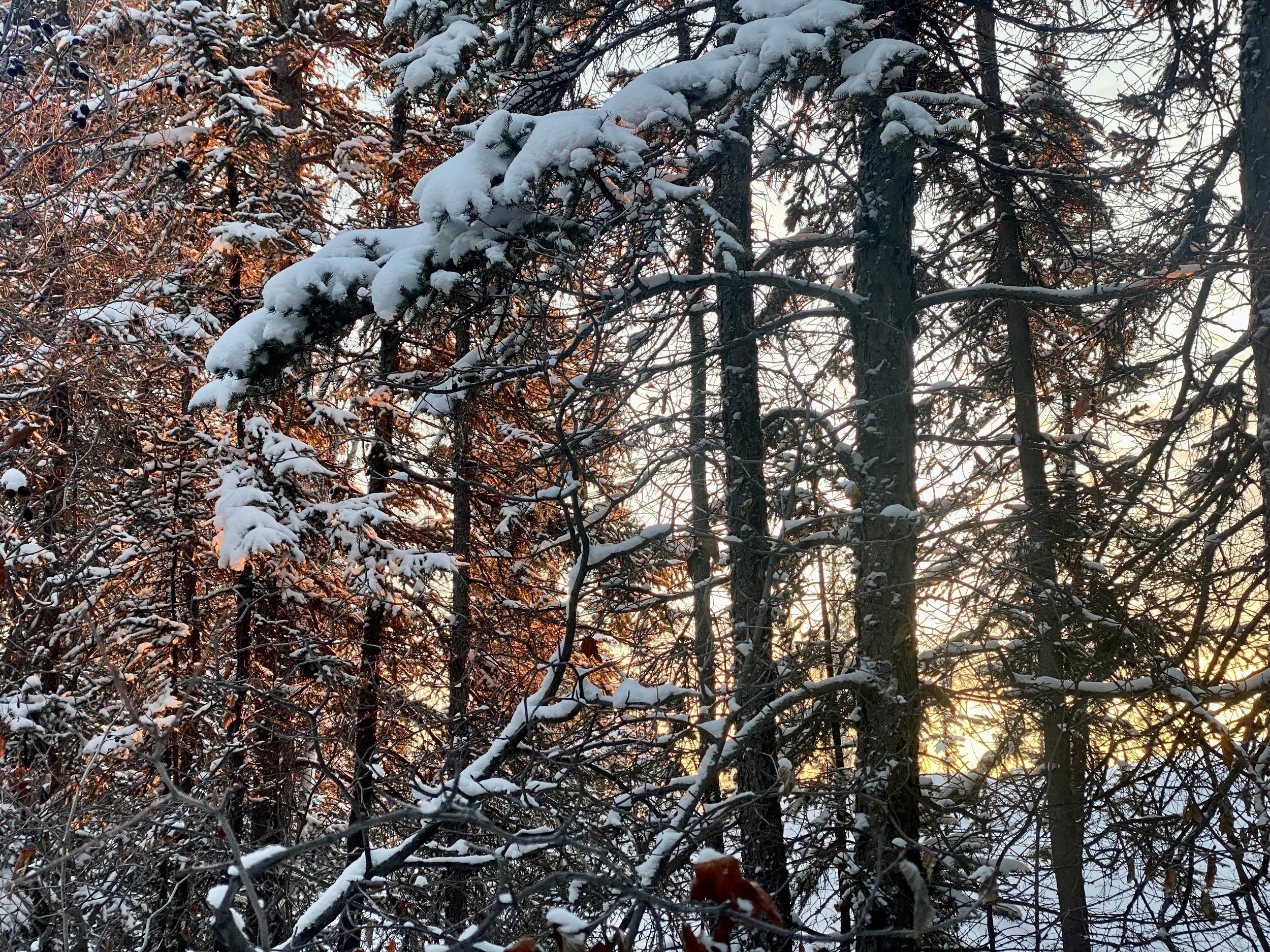 sunrise through snow.jpg
