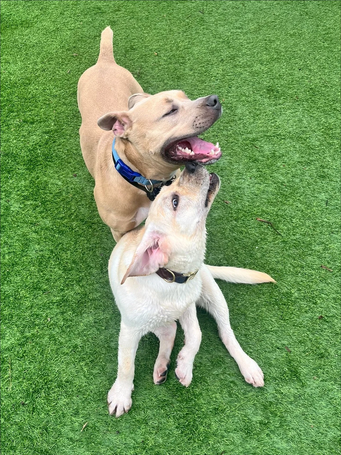 The best of friends 🐾🧡✨

Ready to join the pack? Call us at (305) 815-5235 or visit woofnwagmiami.com

#doggydaycare #woofnwagmiami #miamidogs