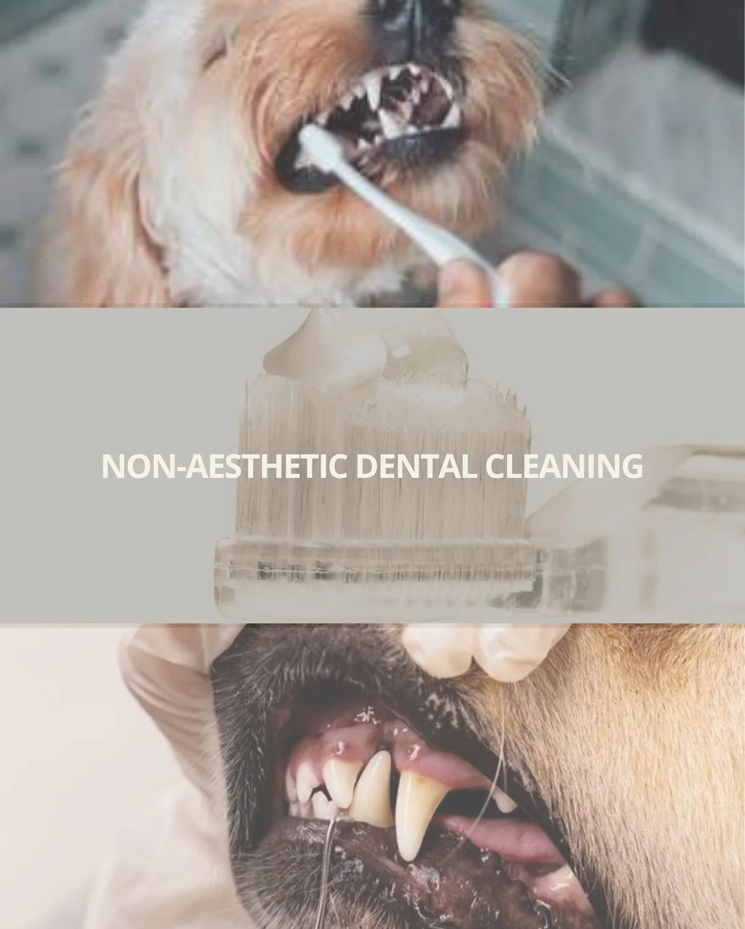Did you know we host professional dental cleanings every two weeks?
Keep your pup&rsquo;s smile healthy and their breath fresh, no anesthesia needed! 🦷✨

Our next Non-Anesthetic Dental Cleaning day is TOMORROW!
Spots fill fast, so don&rsquo;t wait t