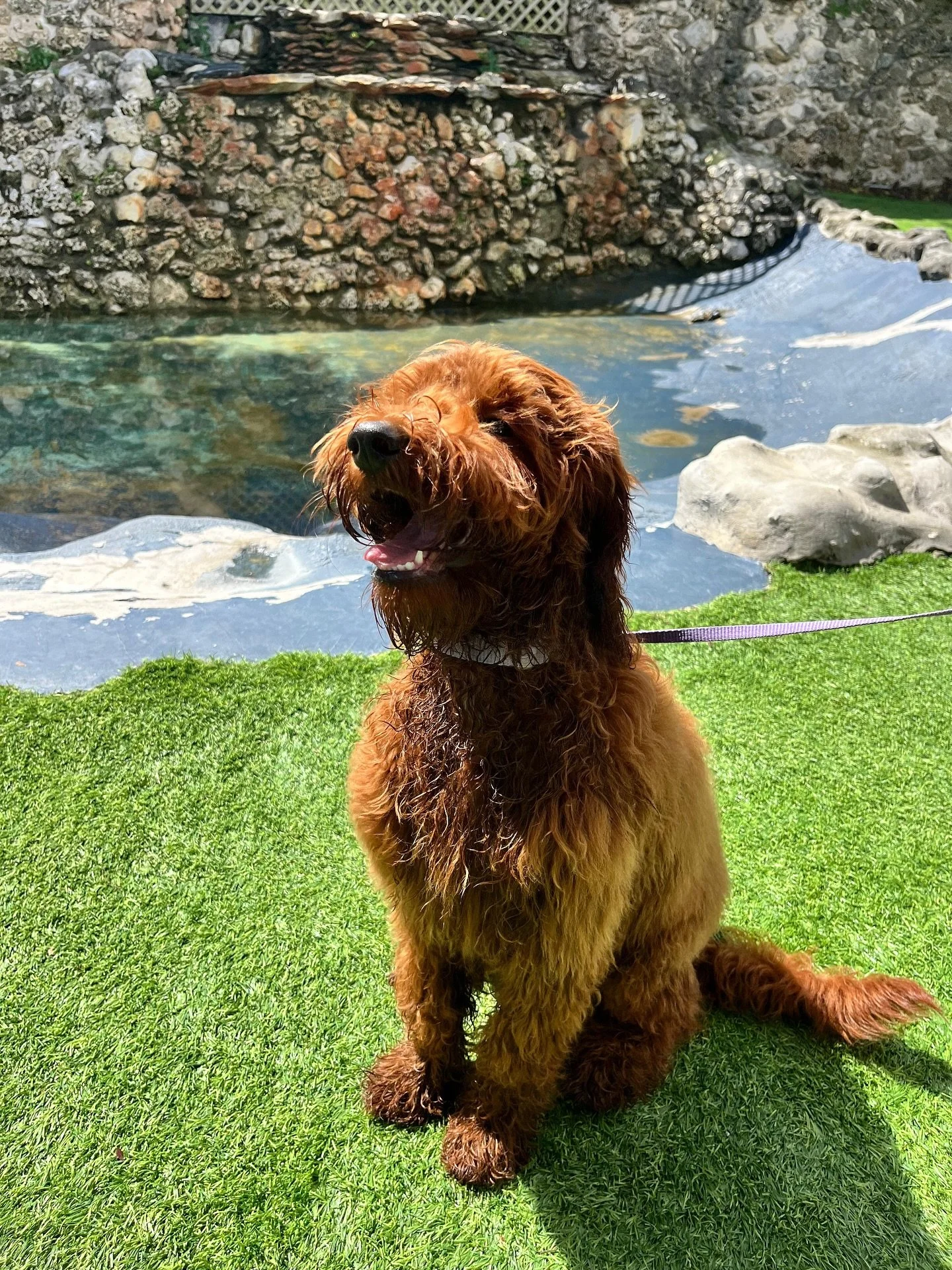 Sharing some happy faces to cheer you up this Monday morning ☀️🐾🧡 

#mondaymoods #doggydaycare #miamidogdaycare #miamidogs #dogsofinstagram #dogdaycare
