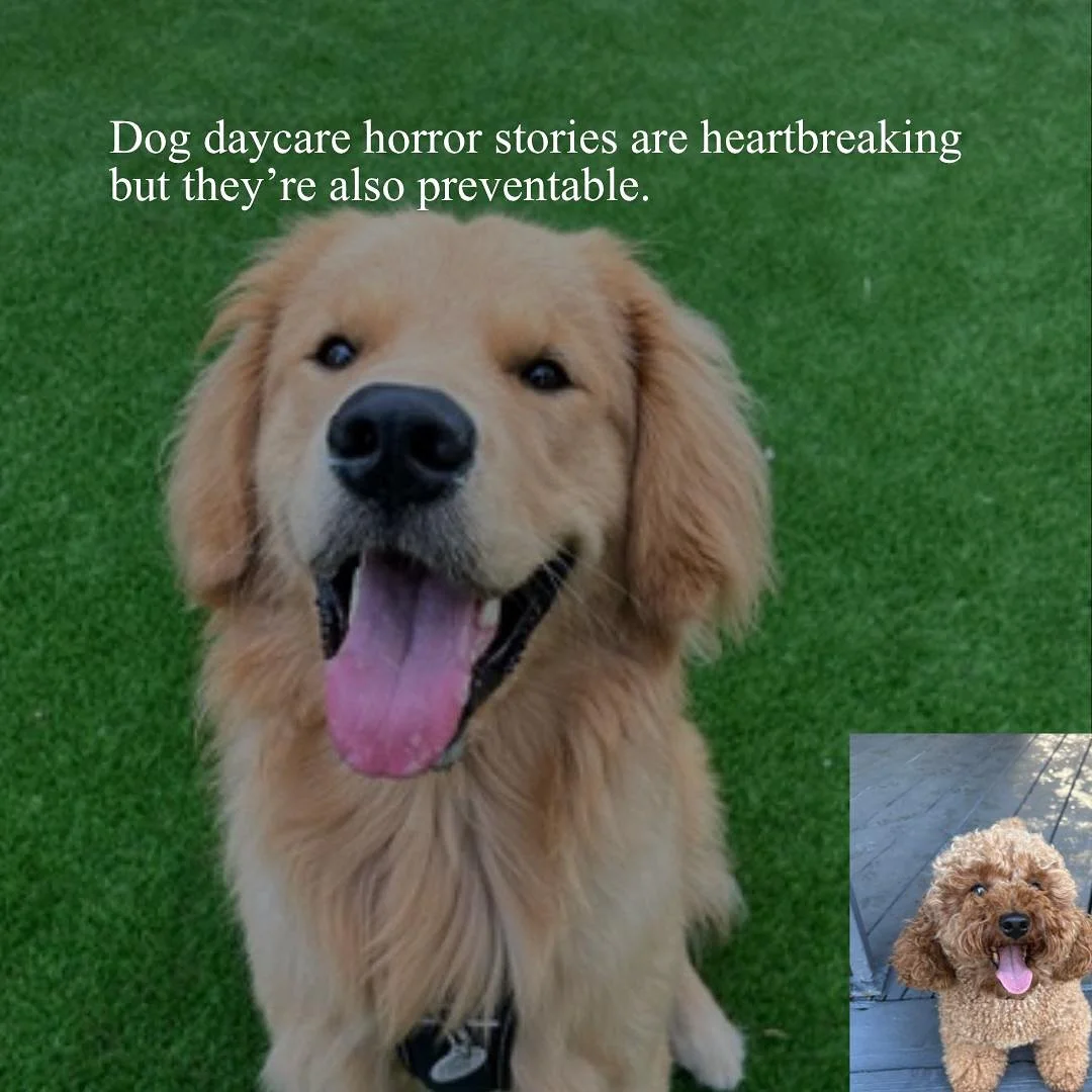 At Woof N Wag Miami, every safety measure is intentional, every staff member is trained, and every dog is cared for like family. 

Because peace of mind starts with knowing your pup is in the right hands. 🧡🐾

#miamidogdaycare #doggydaycare #dogsofi