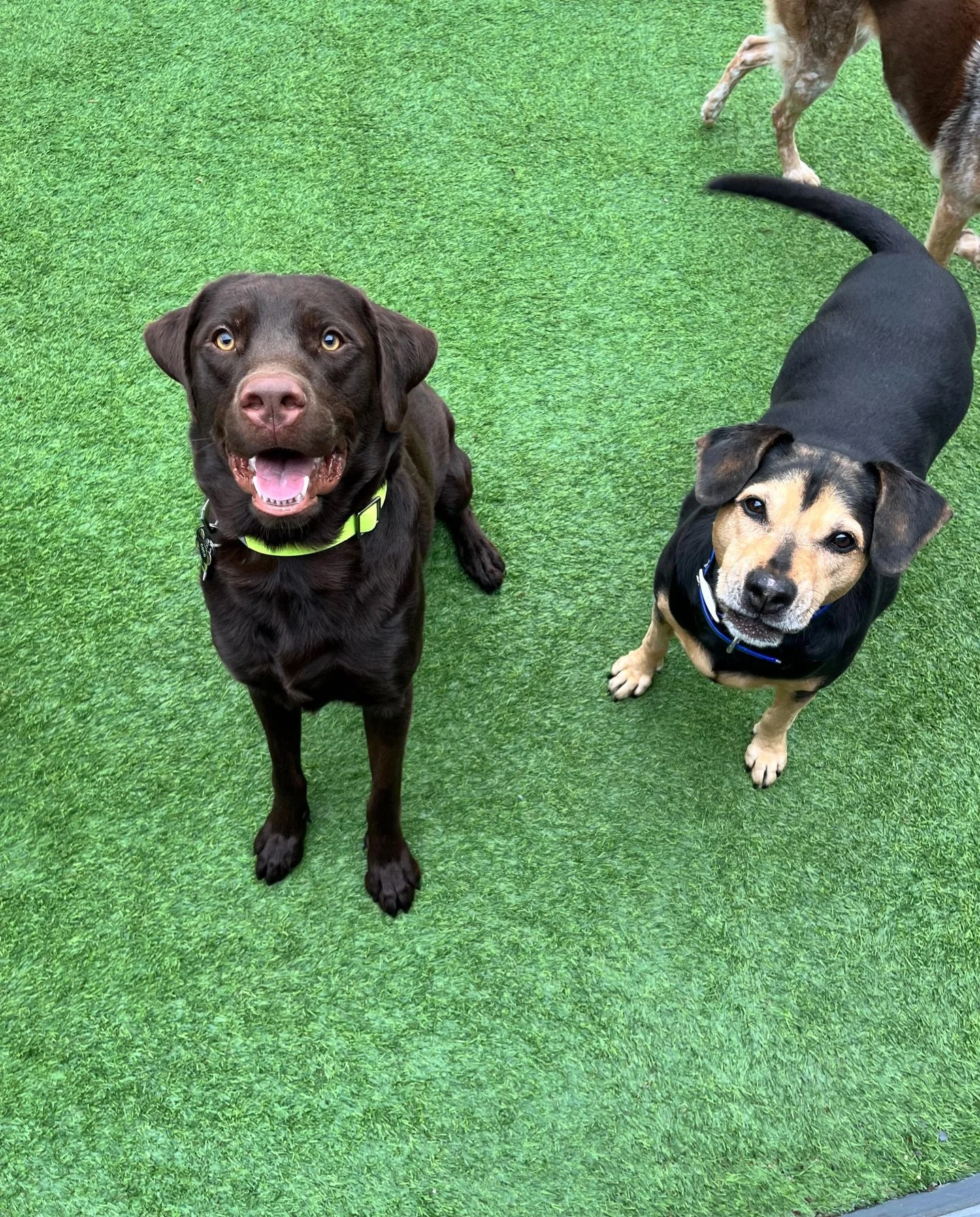 Happy faces all around !! 

Where Miami dogs play, socialize, and thrive 🐾
Join the Woof N Wag family &rarr; woofnwagmiami.com
📞 (305) 815-5235

#dogdaycaremiami #dogboardingmiami #dogtrainingmiami #dogsofinstagram #woofnwagmiami