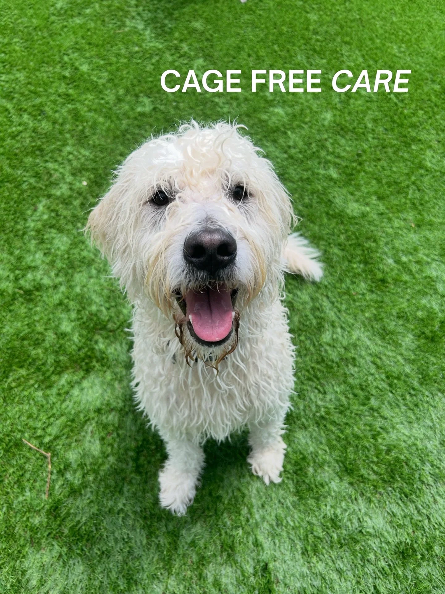 At Woof N Wag, everything we do is centered around one thing: creating genuinely happy dogs and even happier parents.

We&rsquo;re a cage free daycare and boarding facility, which means no kennels, no long hours alone, and no stress filled environmen