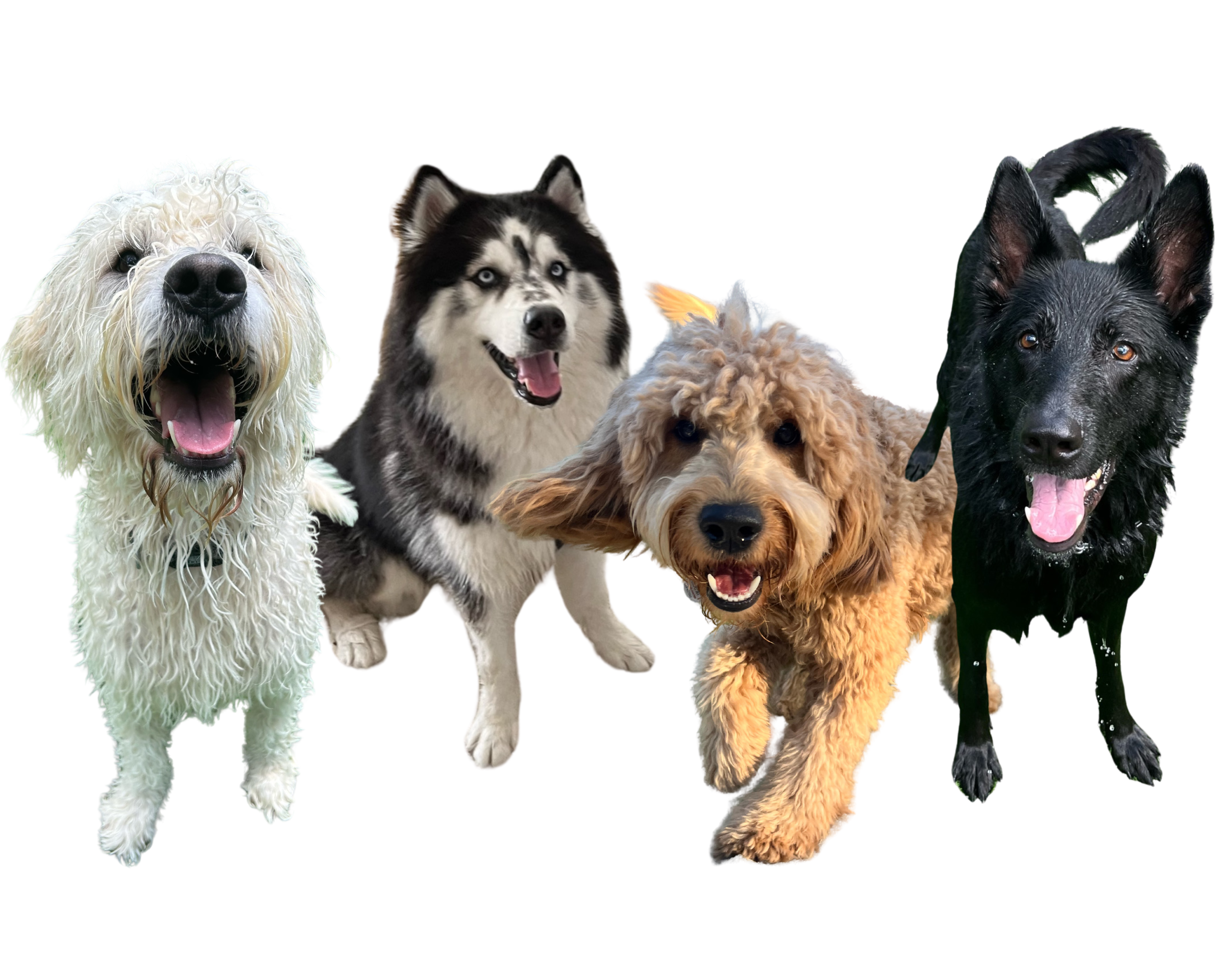Woof N Wag Miami | Discover Quality Dog Daycare Today