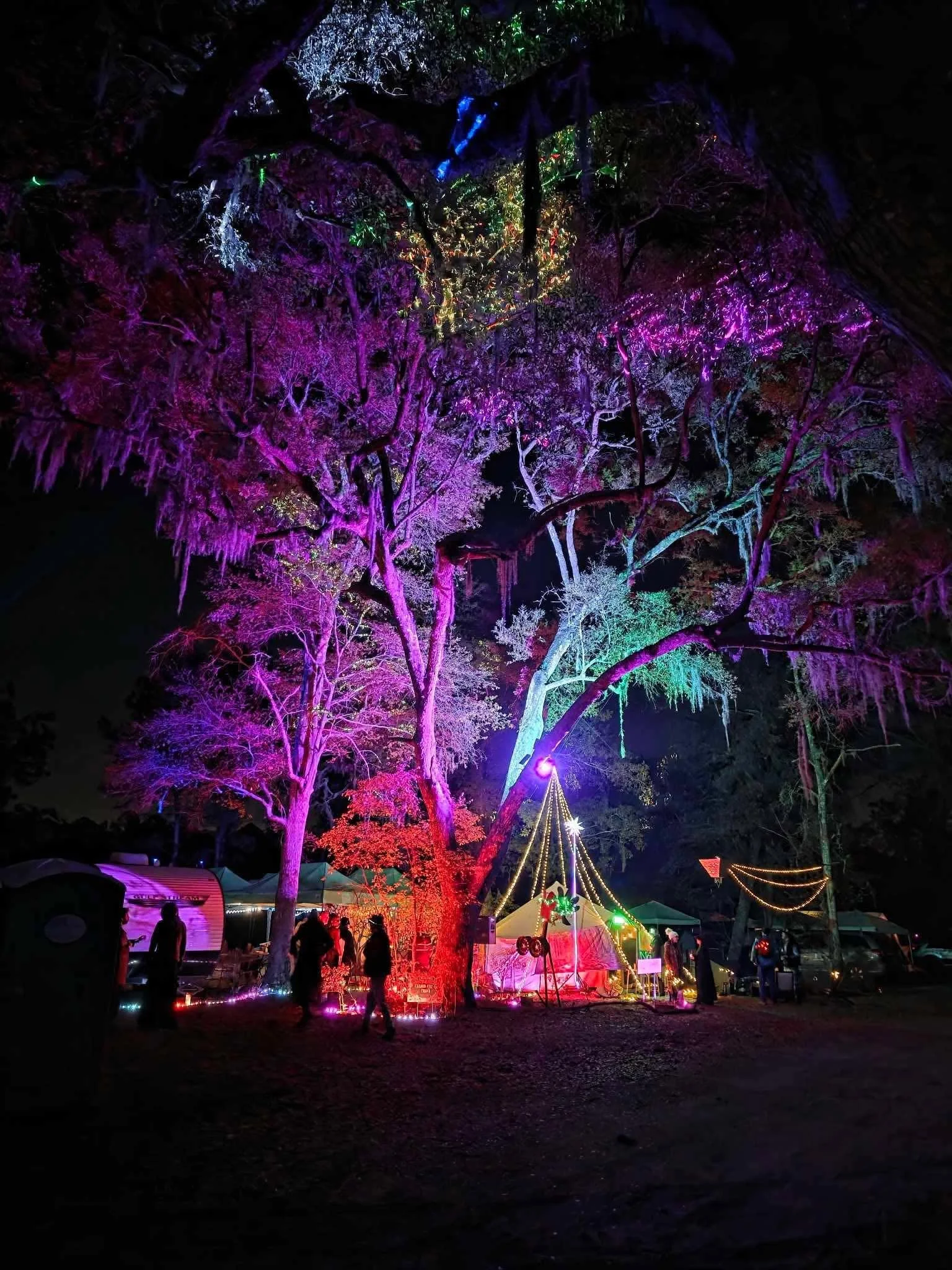 Uplit Trees at Stillhouse