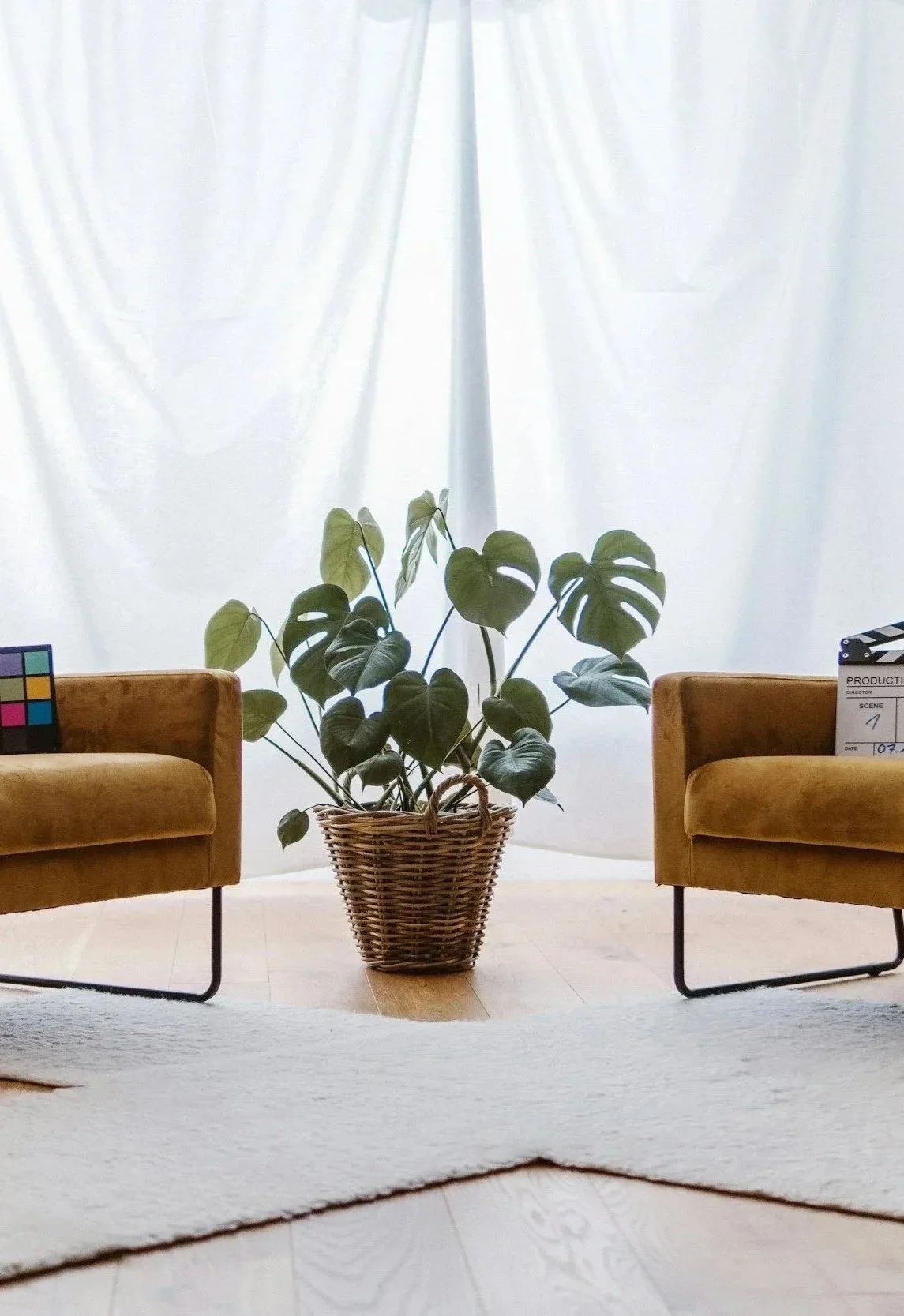 Ein Wohnzimmer mit einem großen Monstera-Pflanzen in einem Korb zwischen zwei braunen Sesseln vor weißen Vorhängen, auf denen sich ein Farbchart und eine Filmklappe befinden.